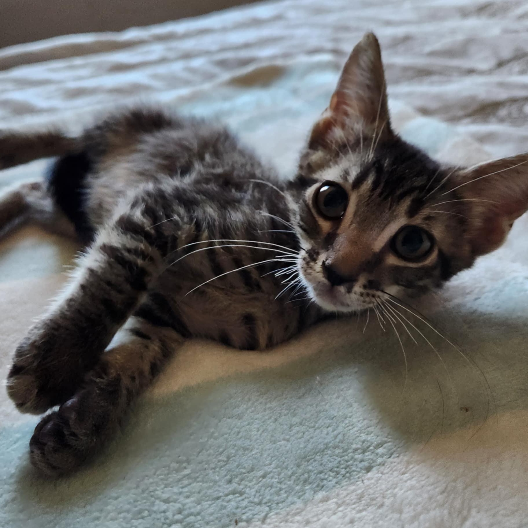 Enlarge Pepsi, a Adoptable Tabby in Fresno, CA image 2/5