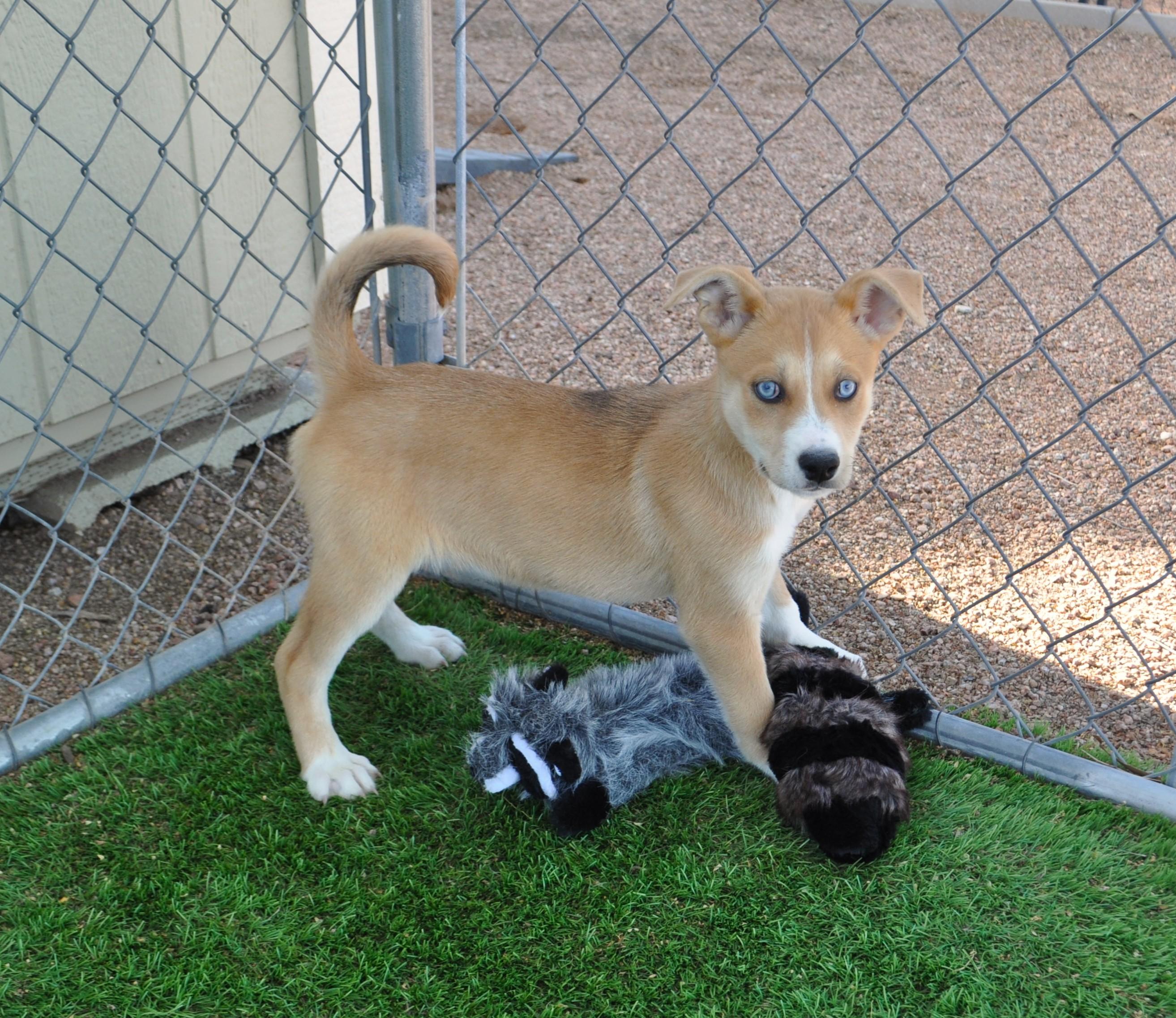 Yaki, ADOPTABLE, Puppy Female Border Collie & Cattle Dog.