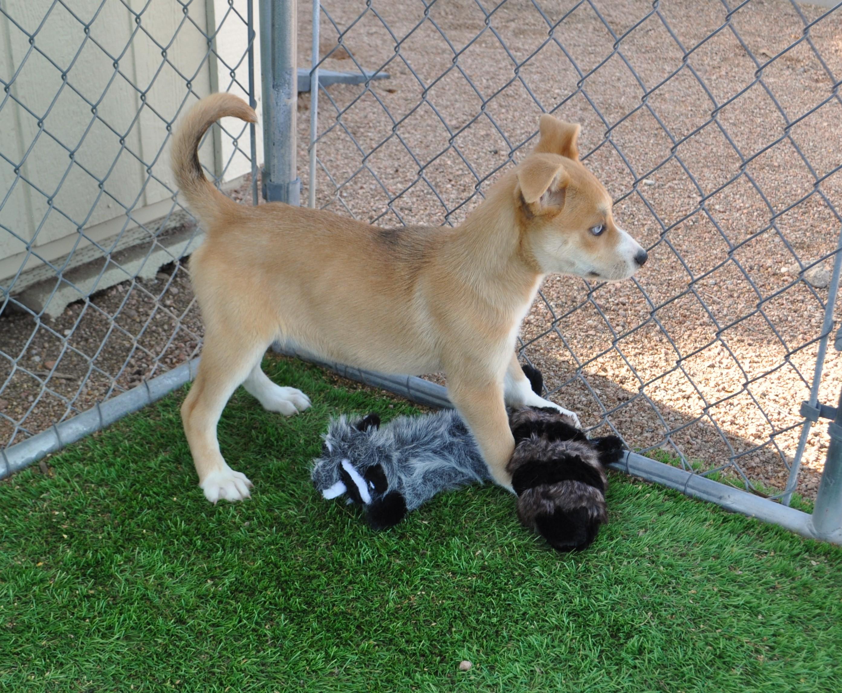 Enlarge Yaki, a ADOPTABLE mixed breed in Apache Junction, AZ image 4/4
