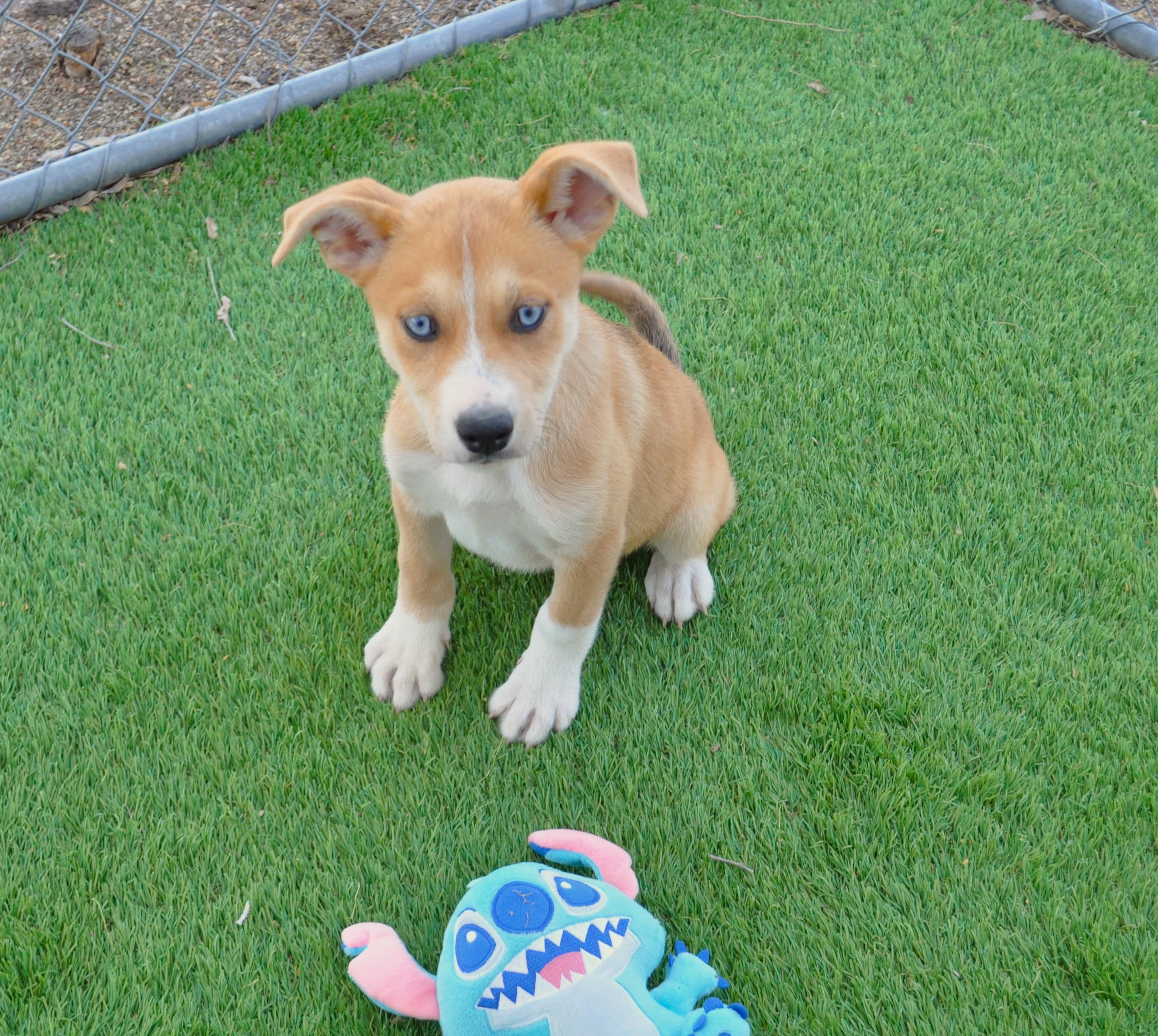 Enlarge Yaki, a ADOPTABLE mixed breed in Apache Junction, AZ image 3/4