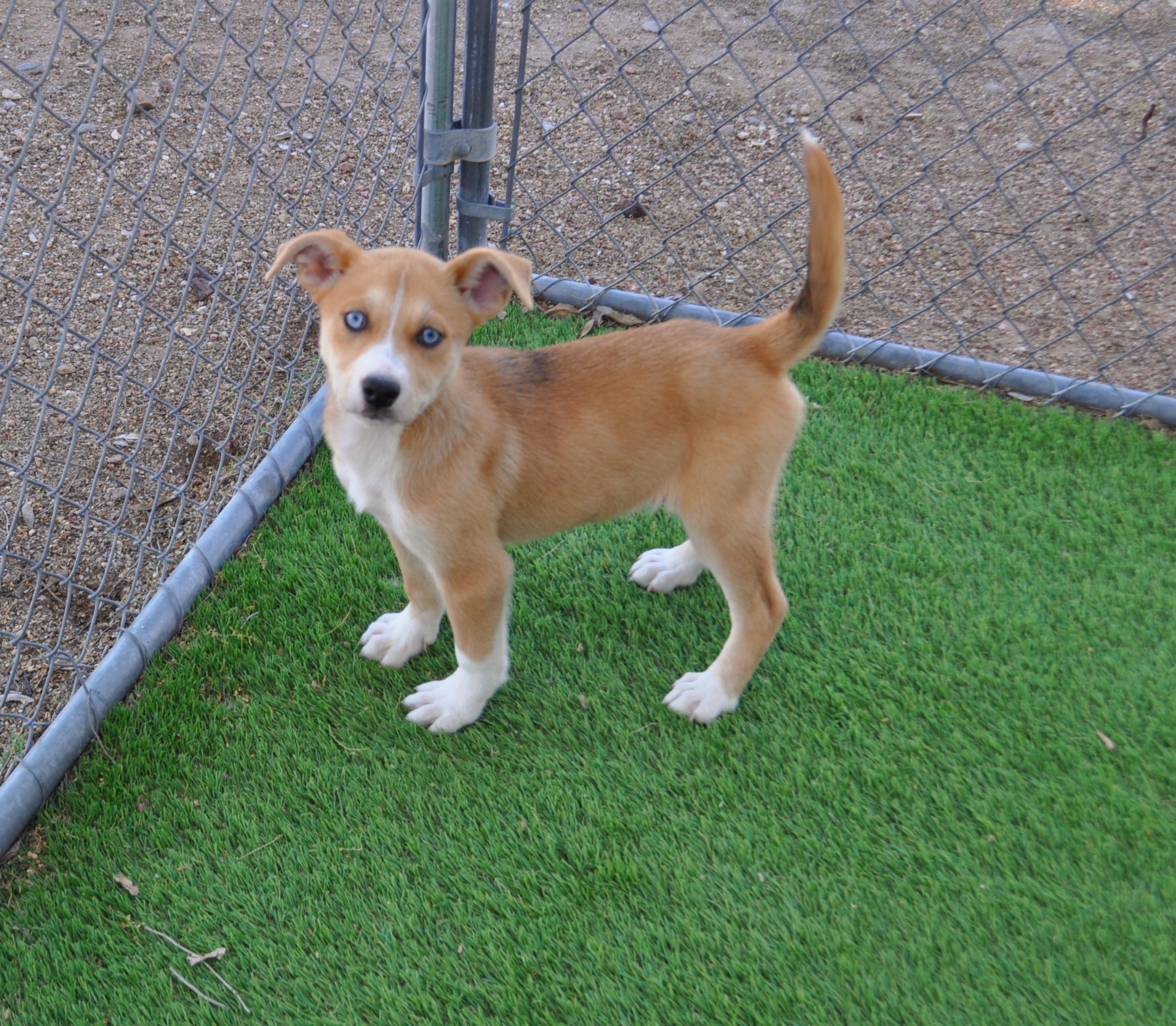 Enlarge Yaki, a ADOPTABLE mixed breed in Apache Junction, AZ image 2/4