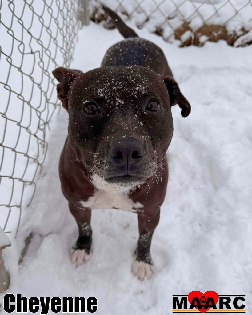 Enlarge Cheyenne, a Adoptable Pit Bull Terrier in Maryville, TN image 1/6