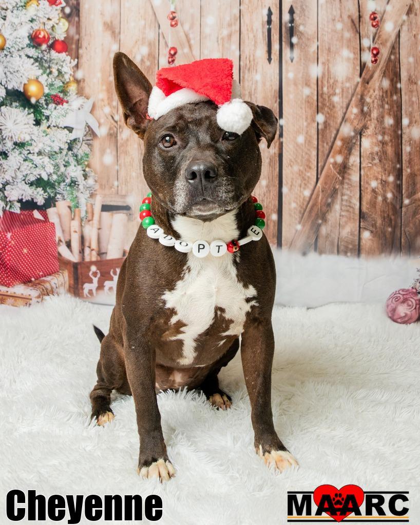 Enlarge Cheyenne, a Adoptable Pit Bull Terrier in Maryville, TN image 1/4