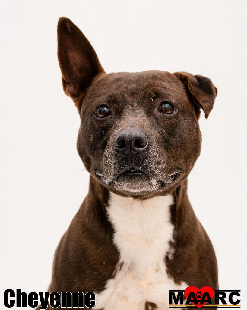 Cheyenne, Adoptable, Adult Female Pit Bull Terrier.