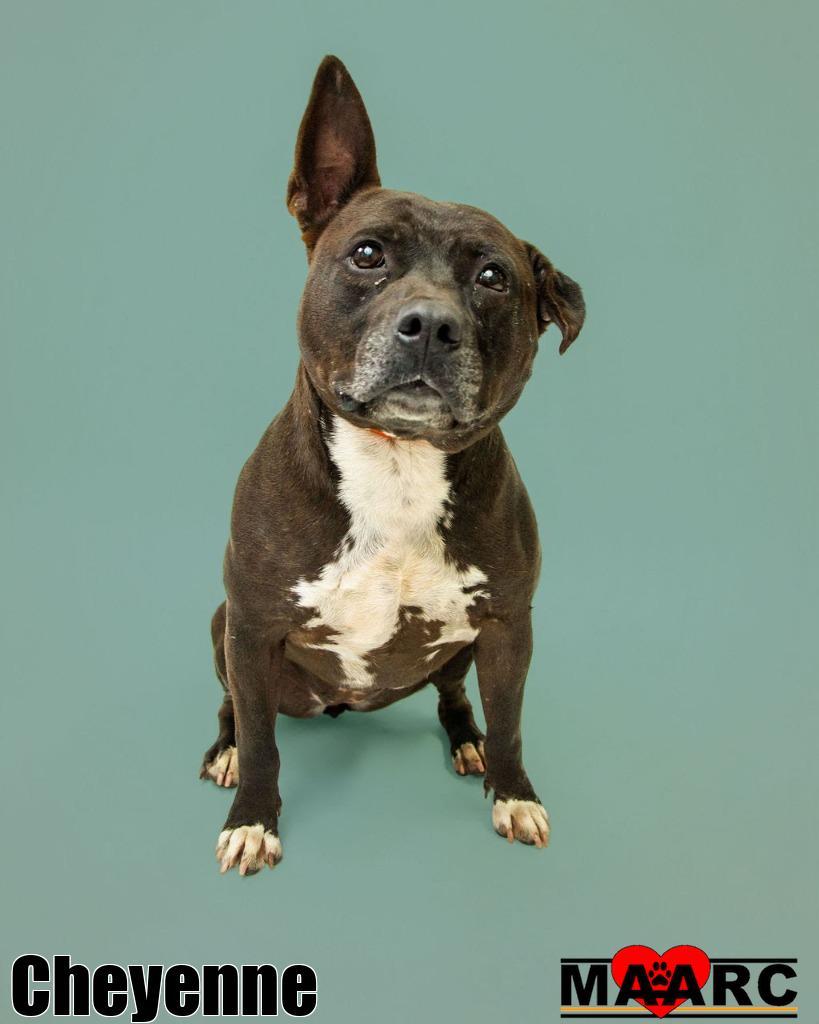 Enlarge Cheyenne, a Adoptable Pit Bull Terrier in Maryville, TN image 2/6