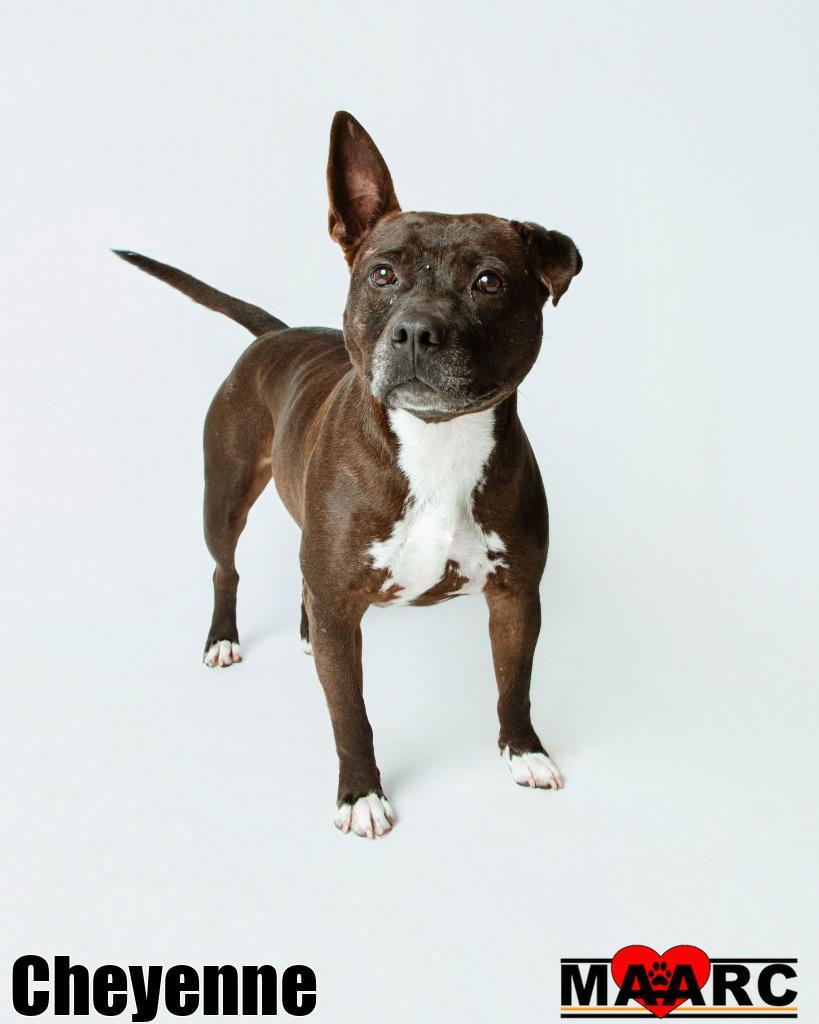 Cheyenne — thumbnail 3