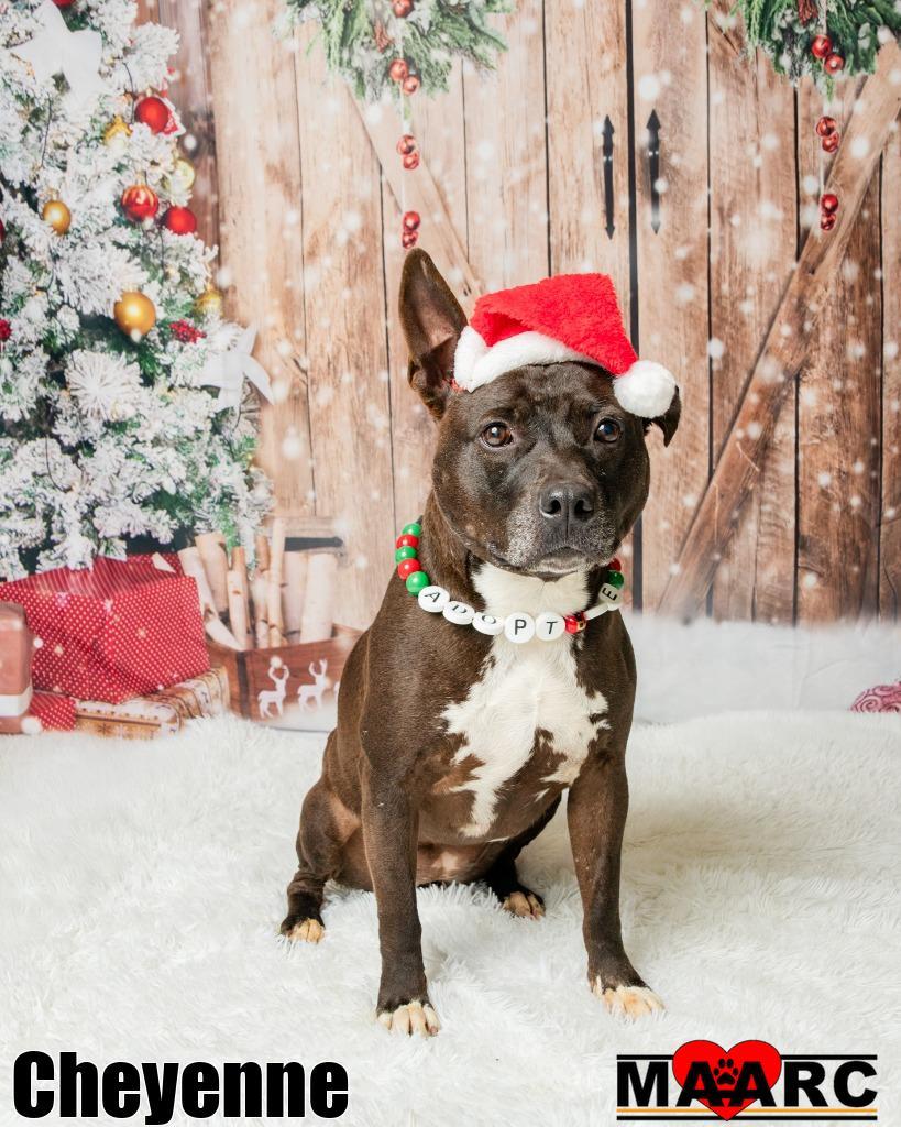 Enlarge Cheyenne, a Adoptable Pit Bull Terrier in Maryville, TN image 2/4