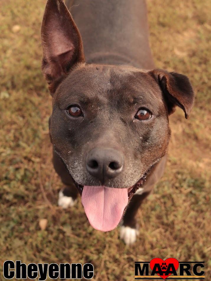 Enlarge Cheyenne, a Adoptable Pit Bull Terrier in Maryville, TN image 4/6