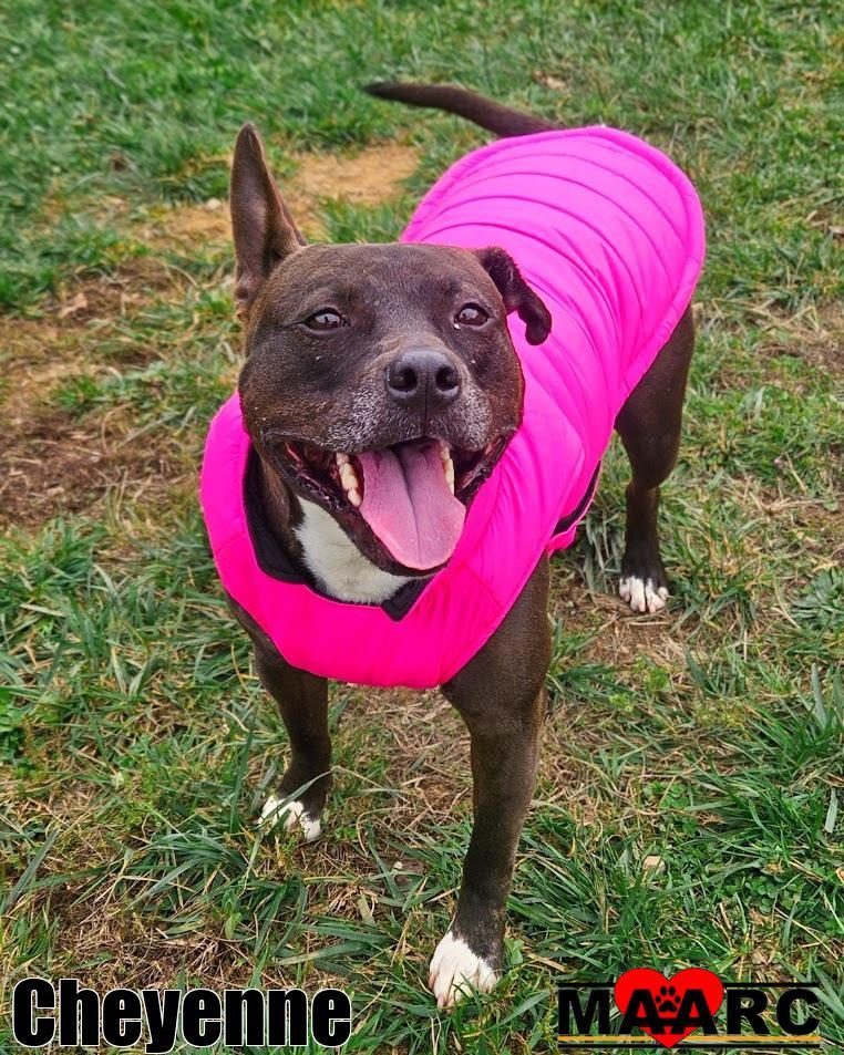 Enlarge Cheyenne, a Adoptable Pit Bull Terrier in Maryville, TN image 5/6