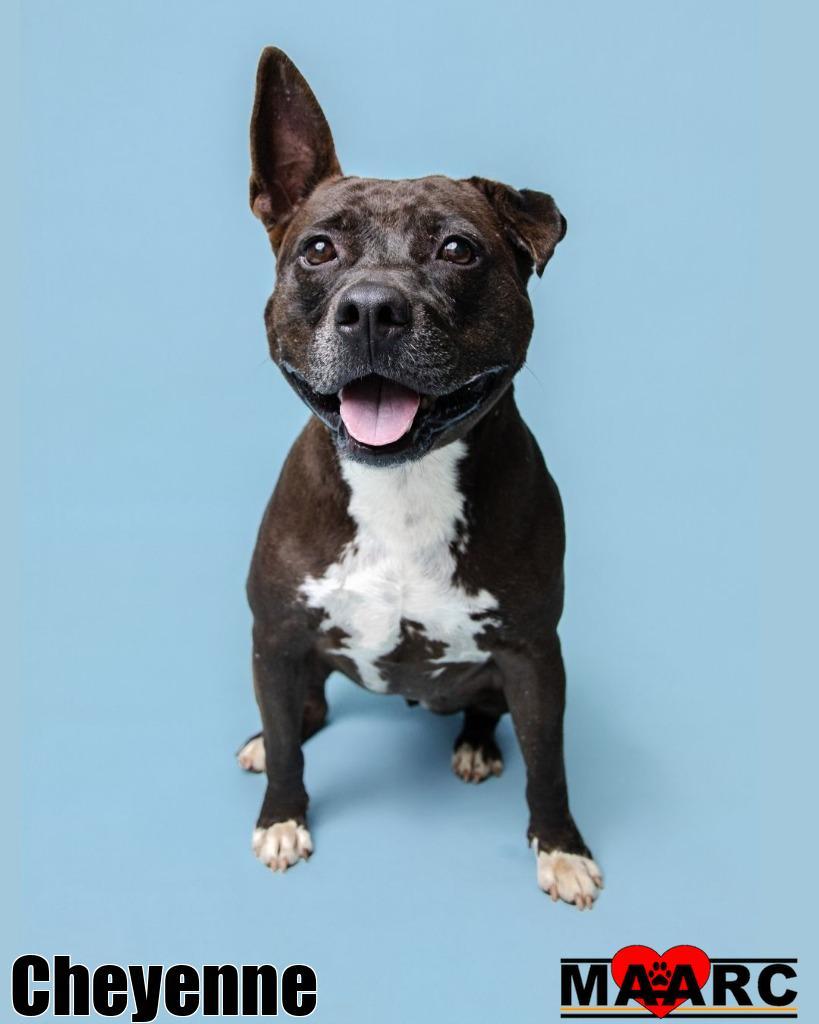 Enlarge Cheyenne, a Adoptable Pit Bull Terrier in Maryville, TN image 6/6