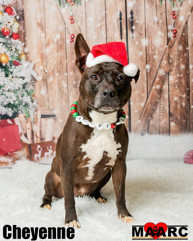 Enlarge Cheyenne, a Adoptable Pit Bull Terrier in Maryville, TN image 4/4