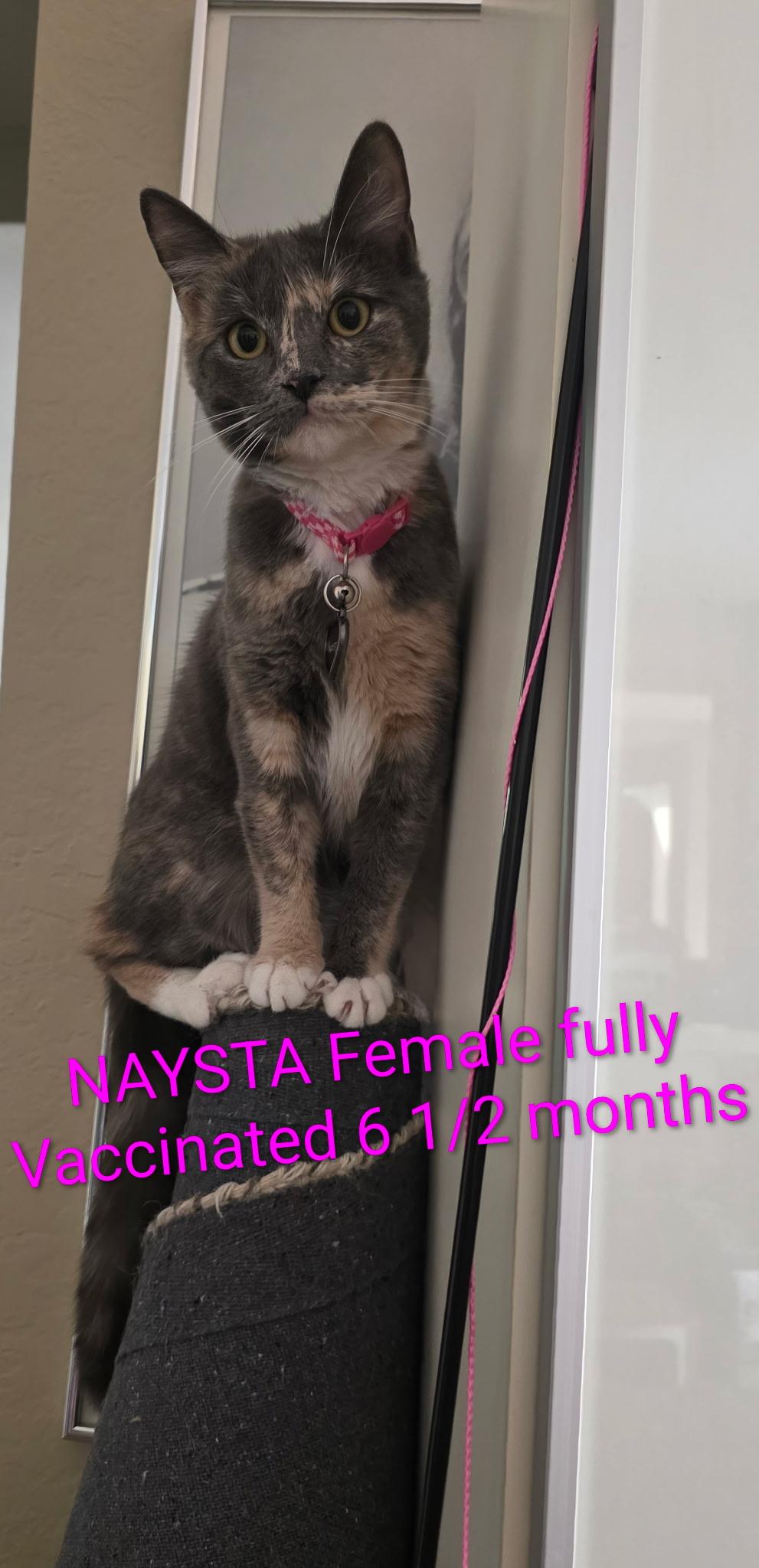 Nysta, a Adoptable Calico in Monrovia , CA image 1/2