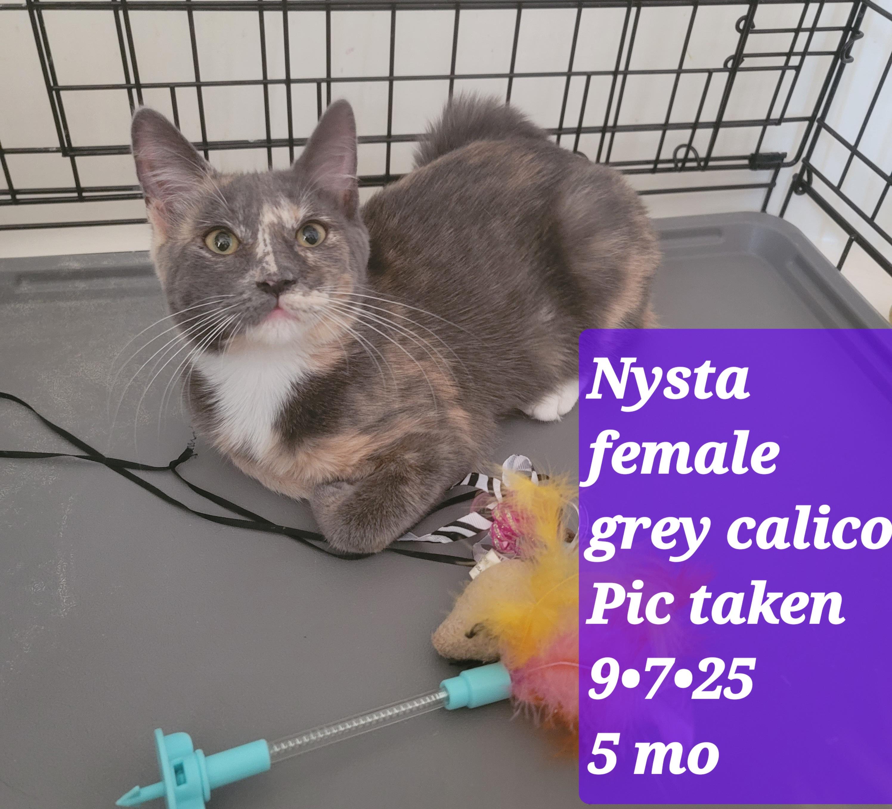 Nysta, Adoptable, Young Female Calico.