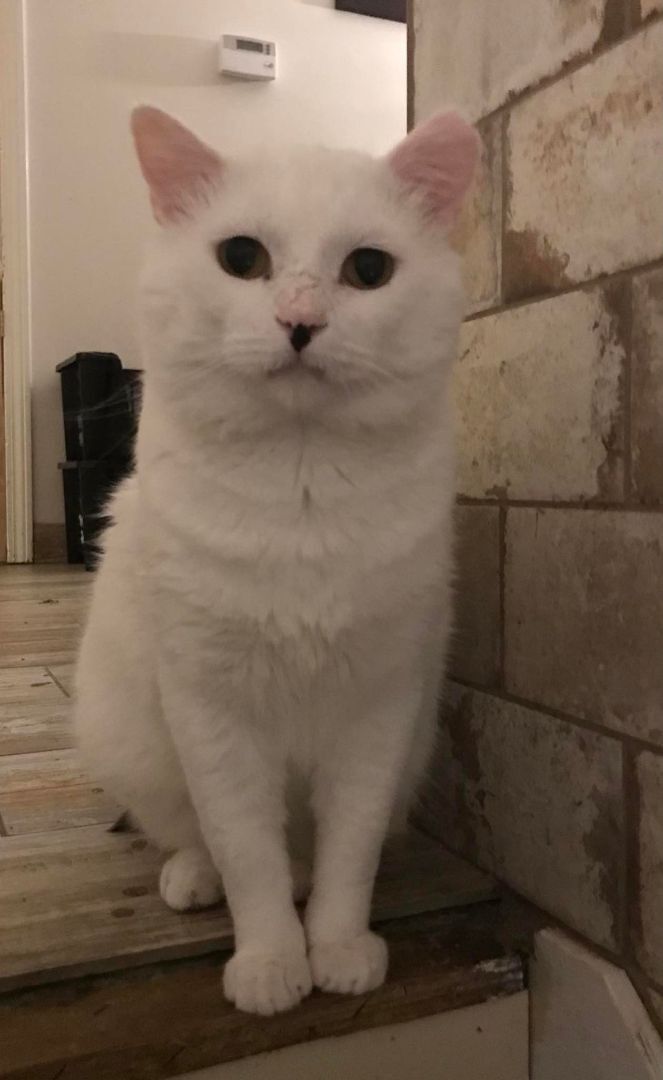 Lightning, Adoptable, Adult Male Domestic Short Hair.