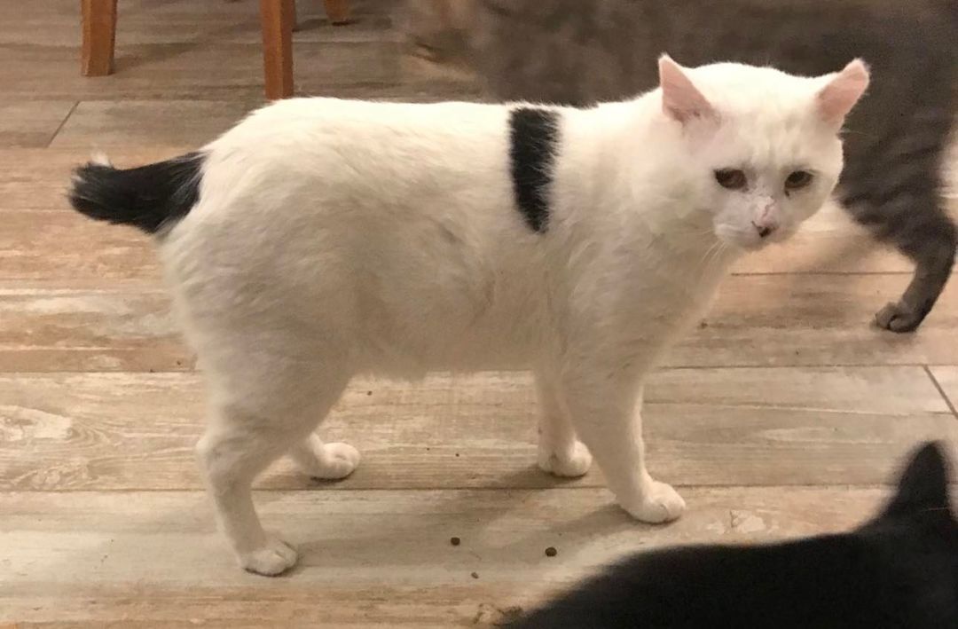 Lightning, a Adoptable Domestic Short Hair in Crown Point, IN image 2/5