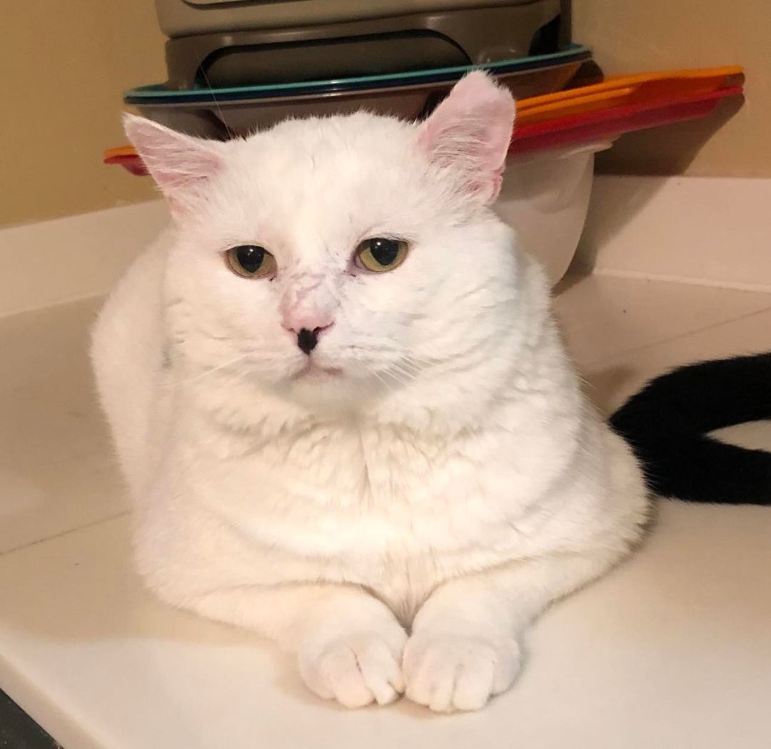 Lightning, a Adoptable Domestic Short Hair in Crown Point, IN image 3/5