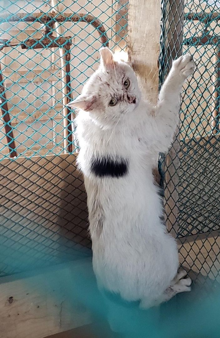 Lightning, a Adoptable Domestic Short Hair in Crown Point, IN image 4/5