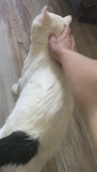 Enlarge Lightning, a Adoptable Domestic Short Hair in Crown Point, IN video 5/5