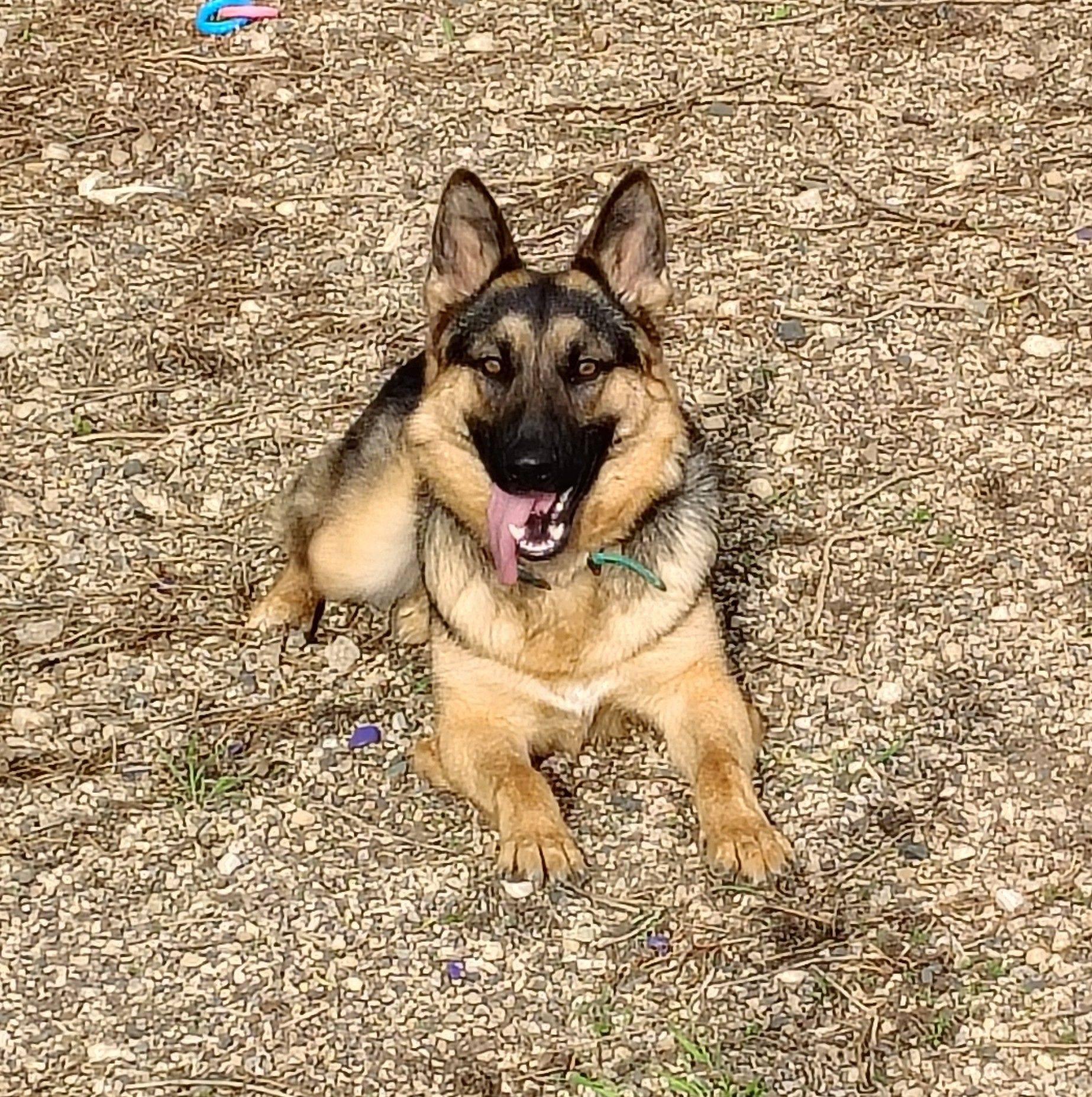 Enlarge Drake, a ADOPTABLE German Shepherd Dog in Rockwell City, IA image 2/2