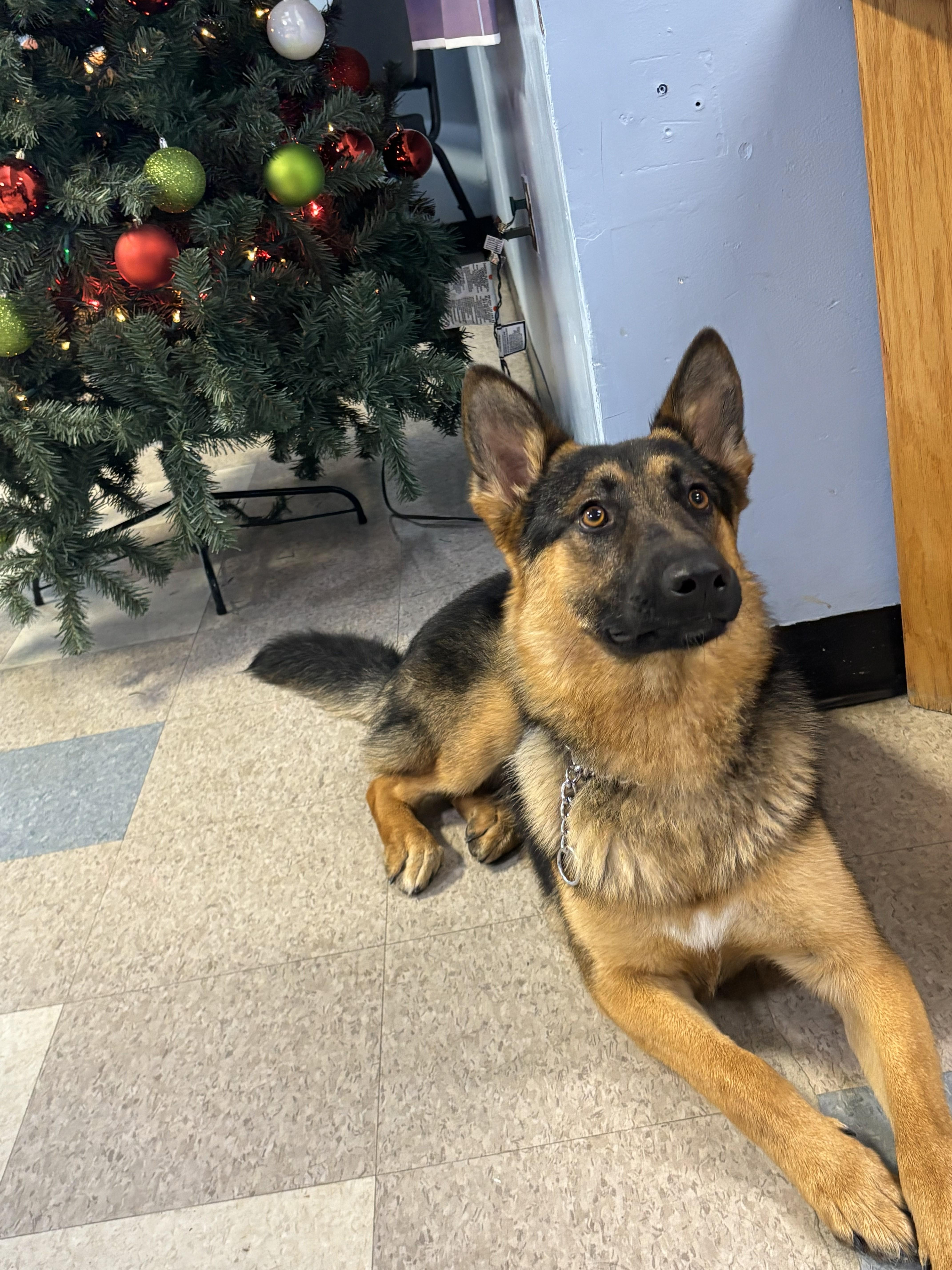 Enlarge Drake, a ADOPTABLE German Shepherd Dog in Rockwell City, IA image 1/1