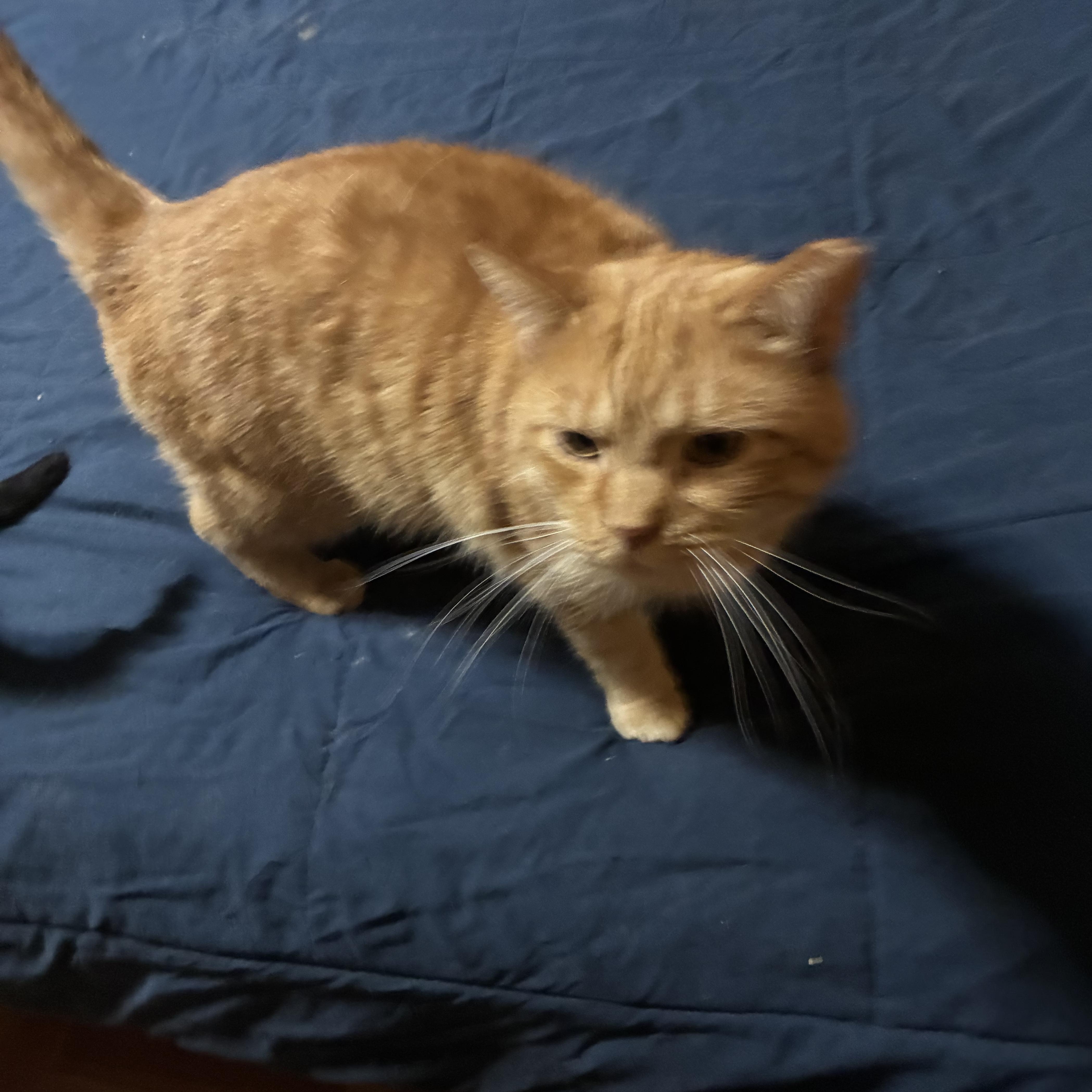 Christopher, a ADOPTABLE mixed breed in Stahlstown, PA image 1/5