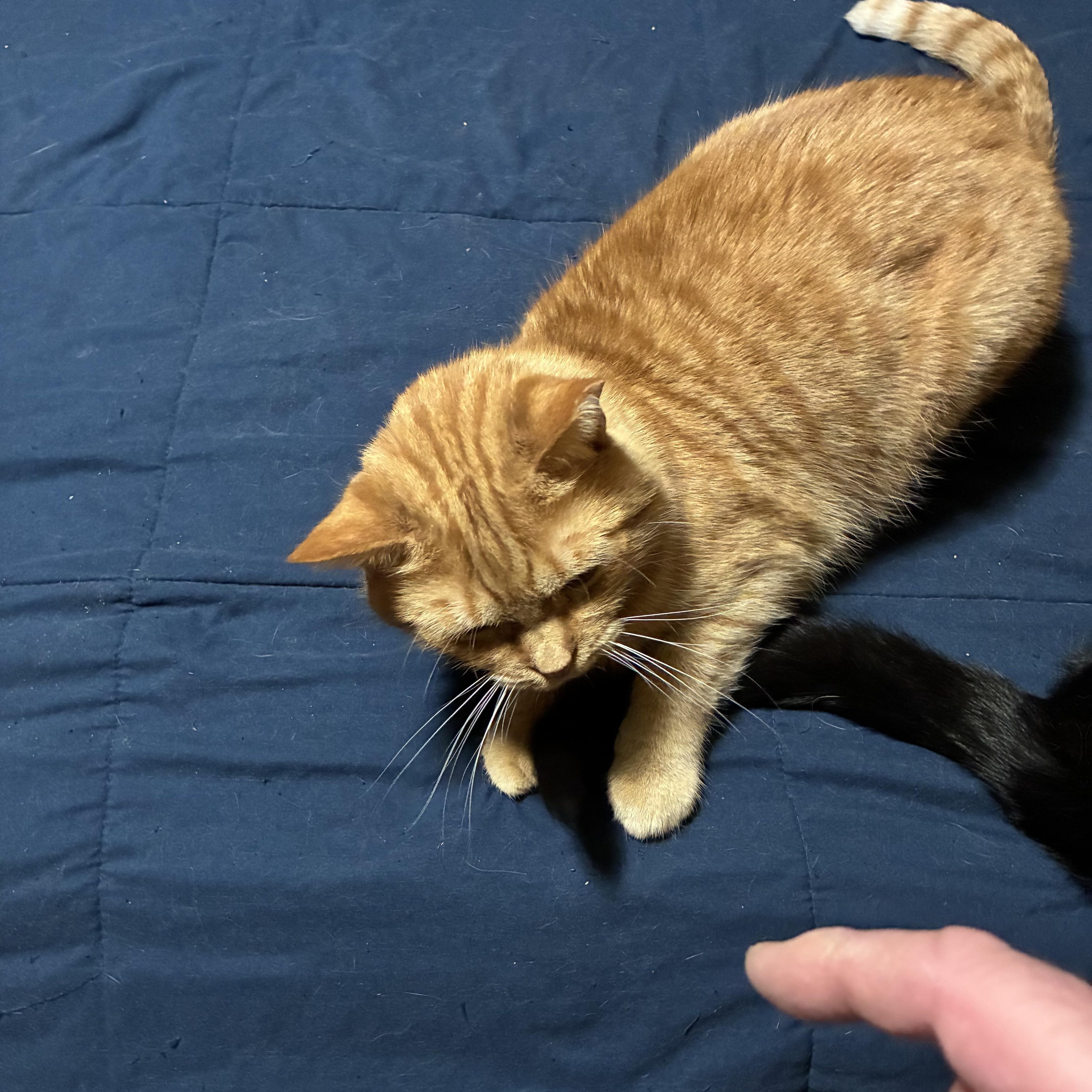 Christopher, a ADOPTABLE mixed breed in Stahlstown, PA image 2/5