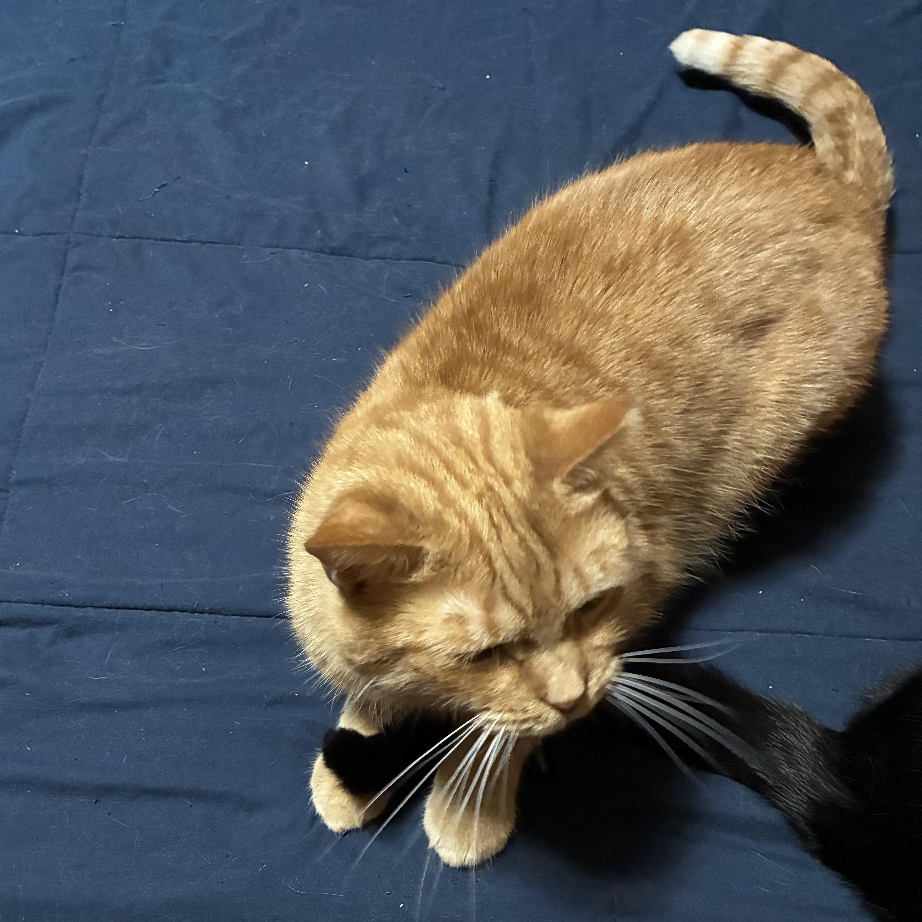 Christopher, a ADOPTABLE mixed breed in Stahlstown, PA image 3/5