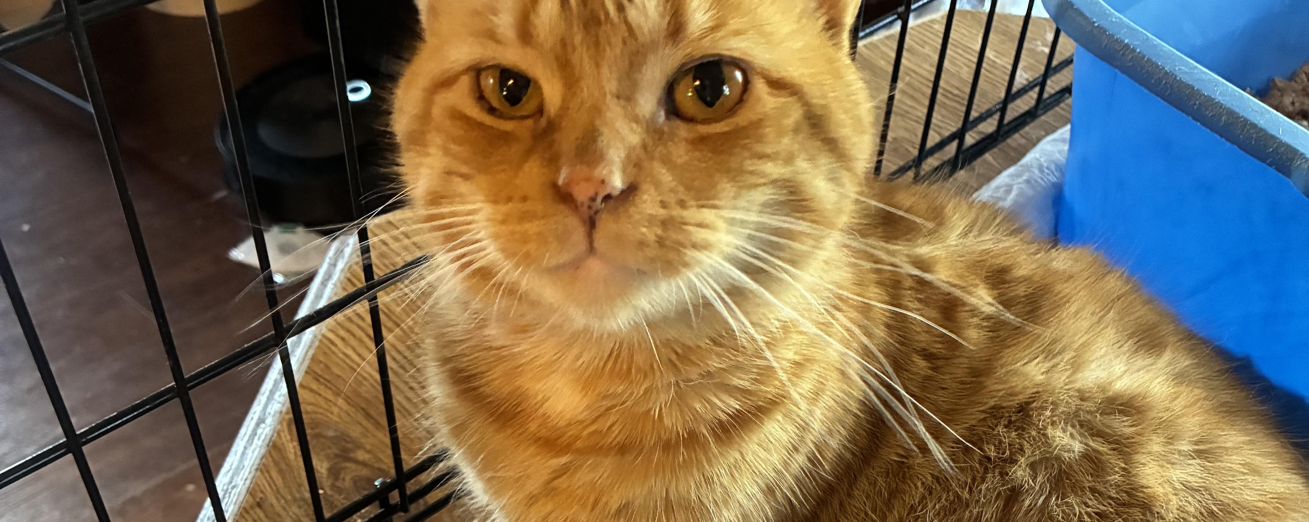 Christopher, a ADOPTABLE mixed breed in Stahlstown, PA image 4/5