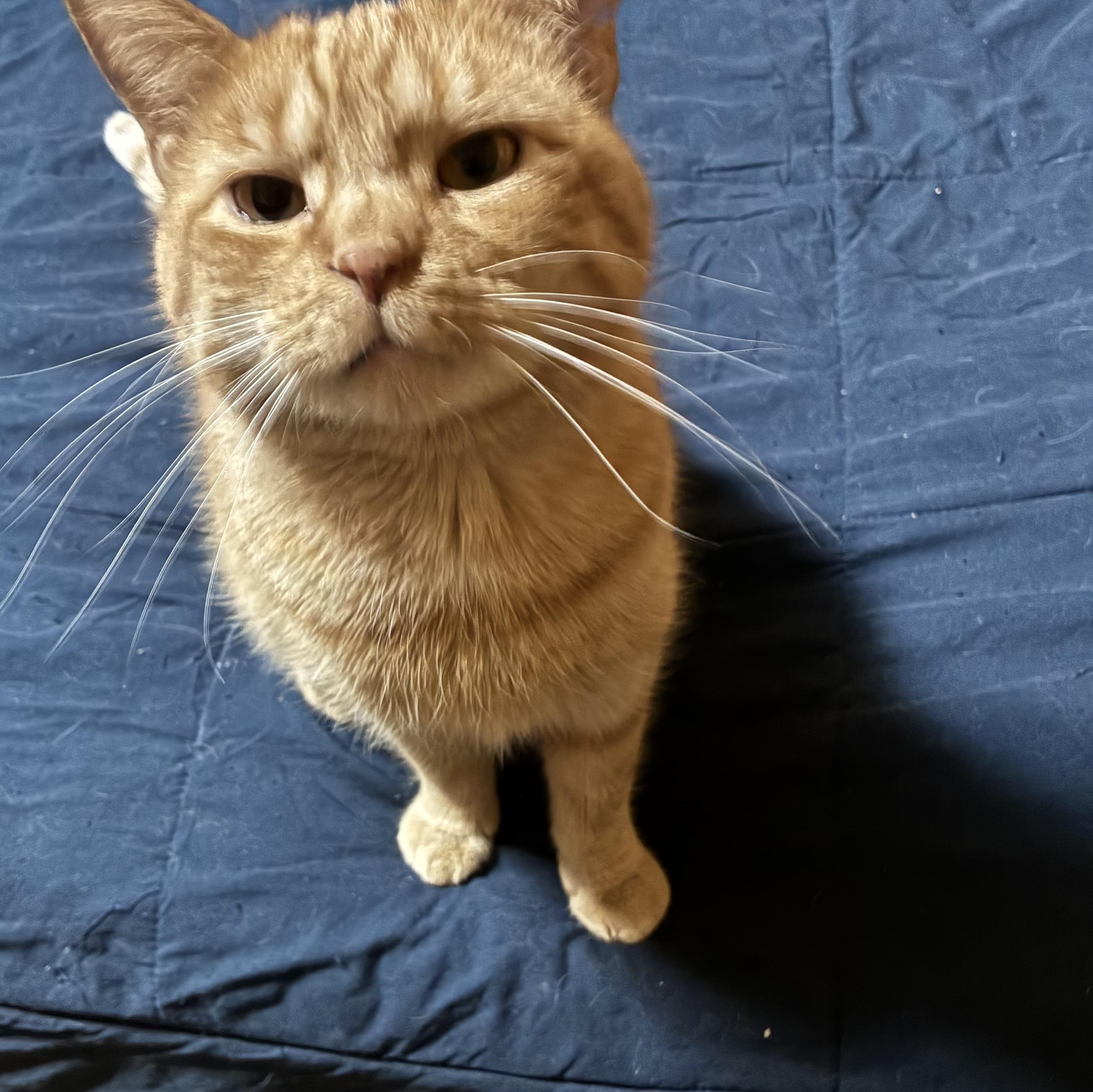 Christopher, a ADOPTABLE mixed breed in Stahlstown, PA image 5/5