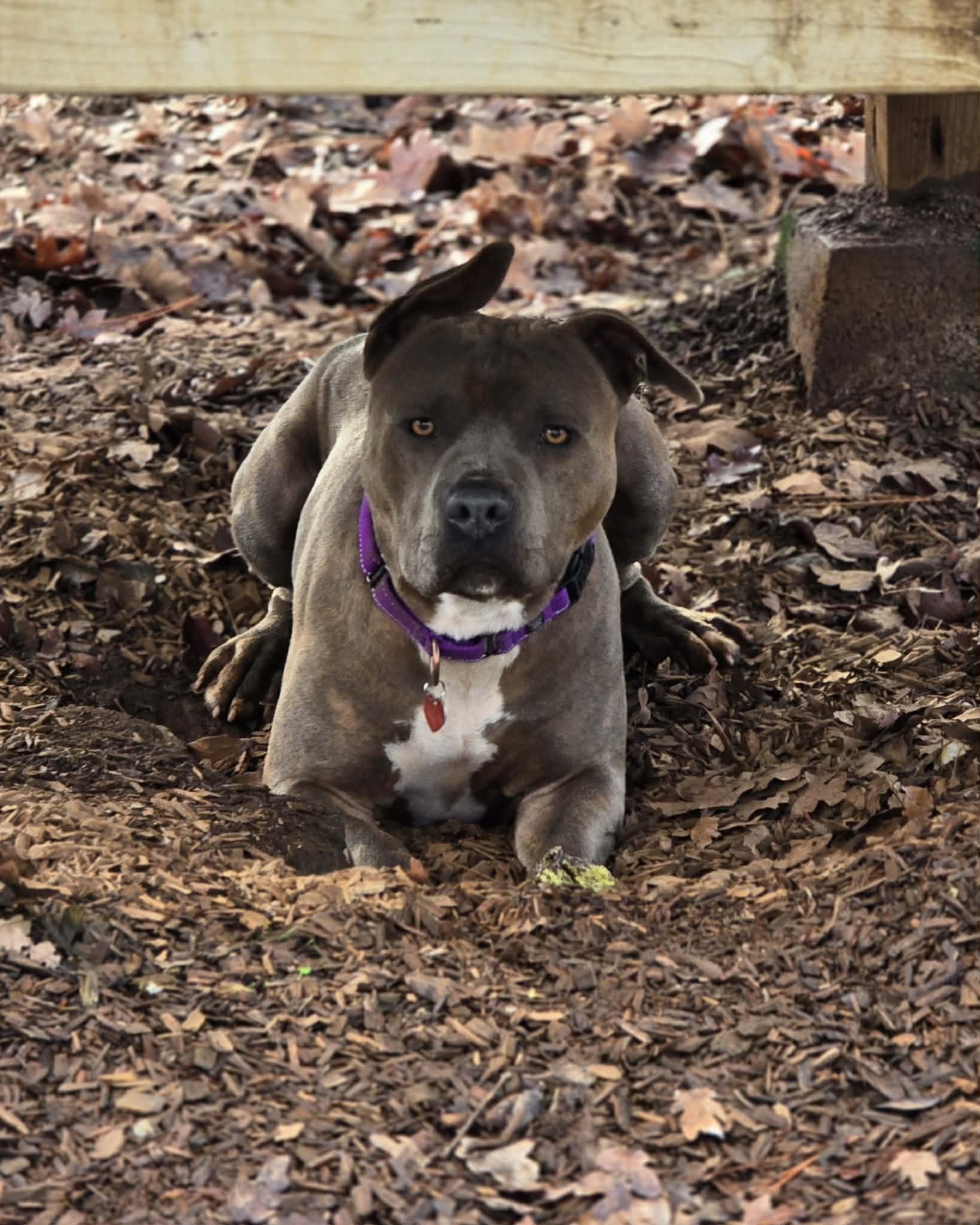 Enlarge Crash Bandicoot, a Adoptable mixed breed in Grants Pass, OR image 2/6