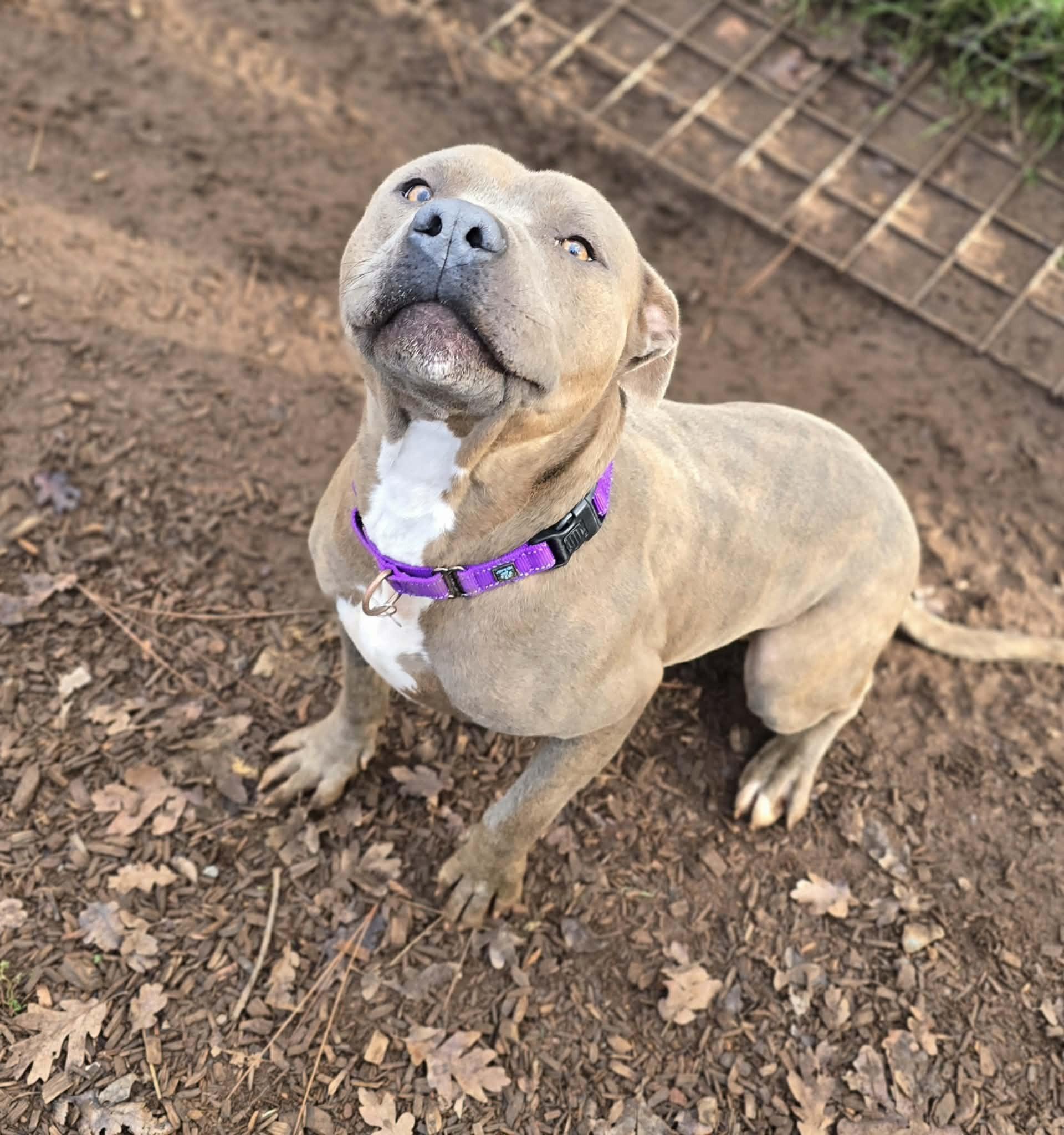 Enlarge Crash Bandicoot, a Adoptable mixed breed in Grants Pass, OR image 4/6