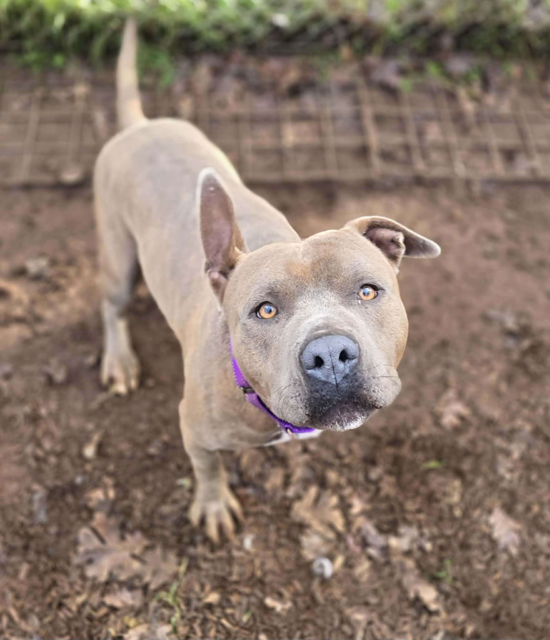 Crash Bandicoot, Adoptable, Adult Male Pit Bull Terrier.