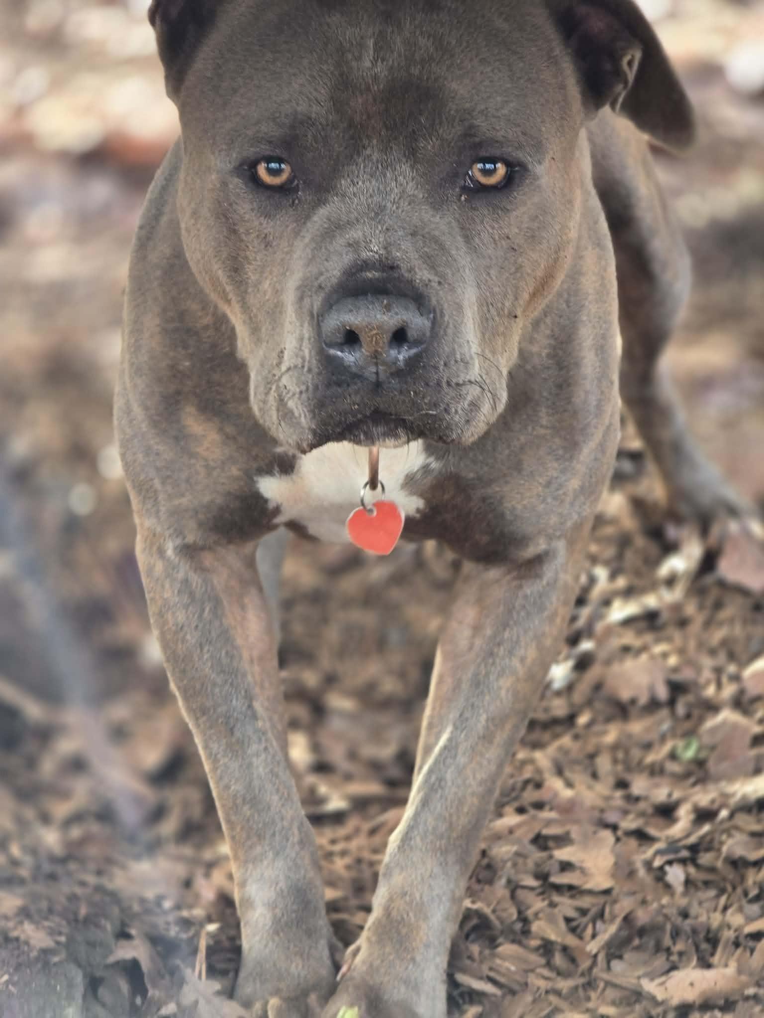 Enlarge Crash Bandicoot, a Adoptable mixed breed in Grants Pass, OR image 3/6