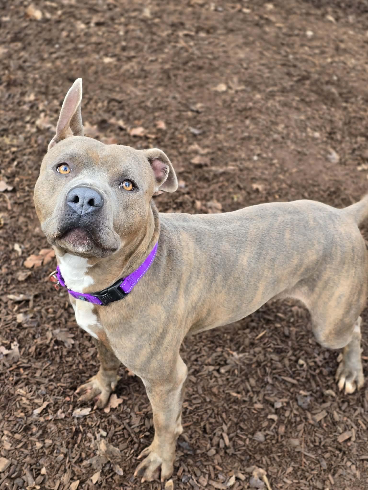Enlarge Crash Bandicoot, a Adoptable mixed breed in Grants Pass, OR image 5/6