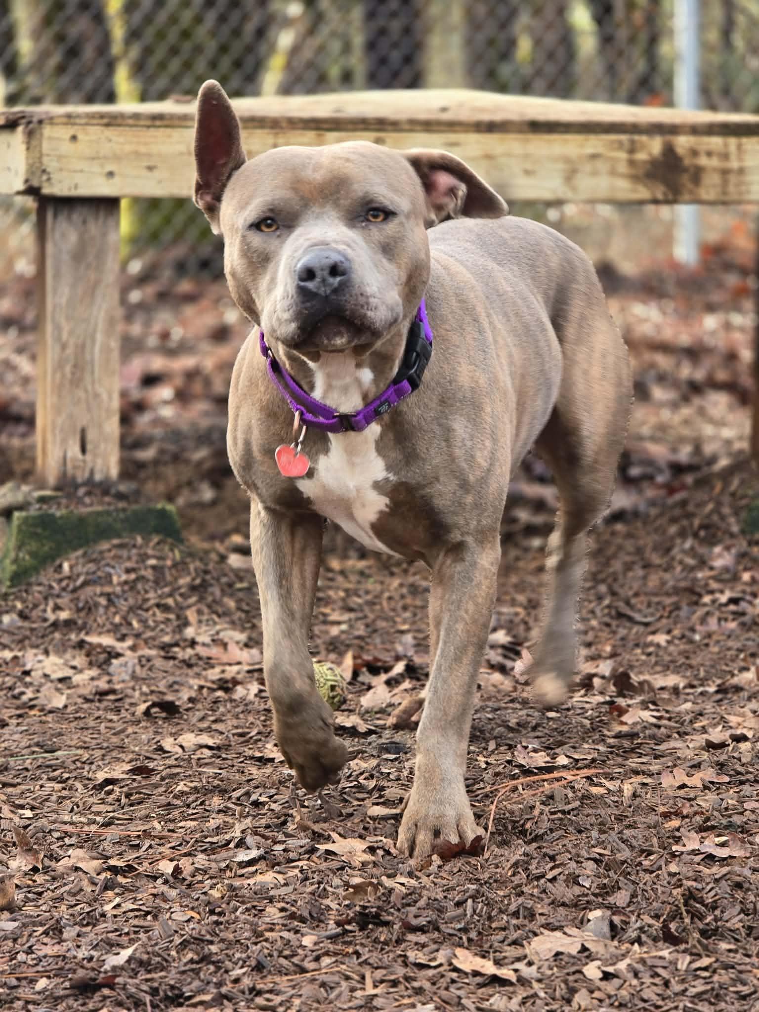 Enlarge Crash Bandicoot, a Adoptable mixed breed in Grants Pass, OR image 6/6
