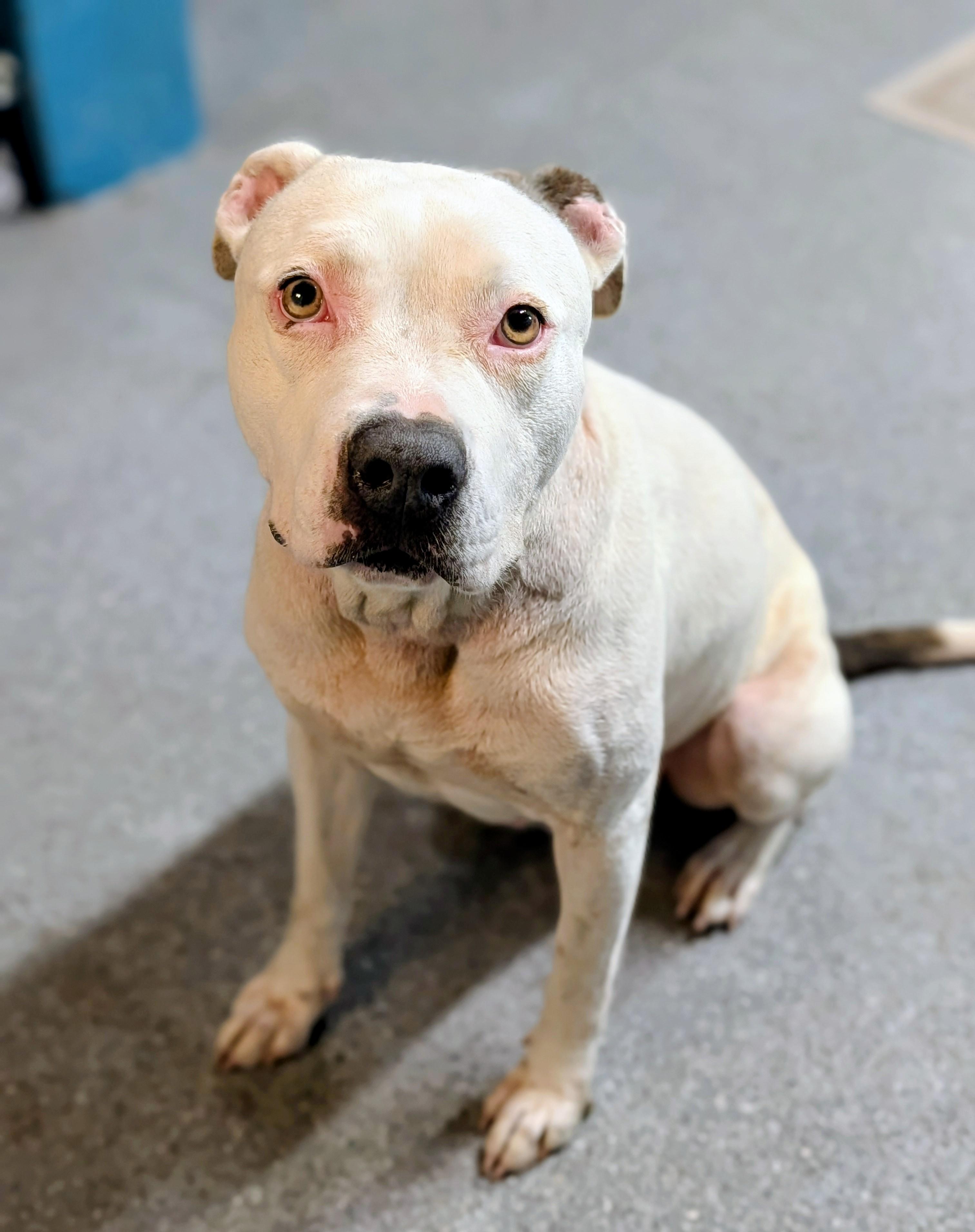 Enlarge Spree, a ADOPTABLE mixed breed in Punta Gorda , FL image 4/4