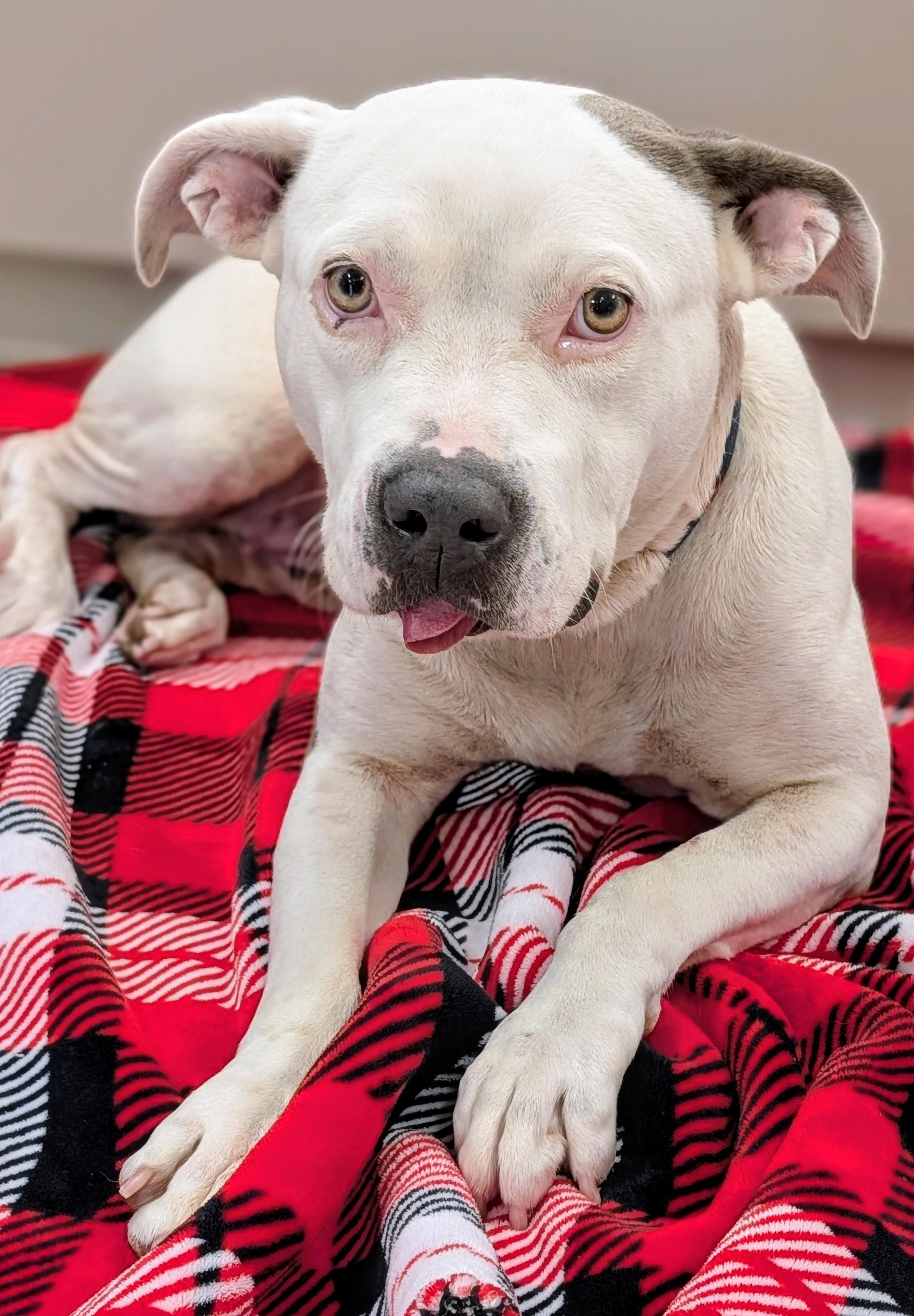 Enlarge Spree, a ADOPTABLE mixed breed in Punta Gorda , FL image 3/4