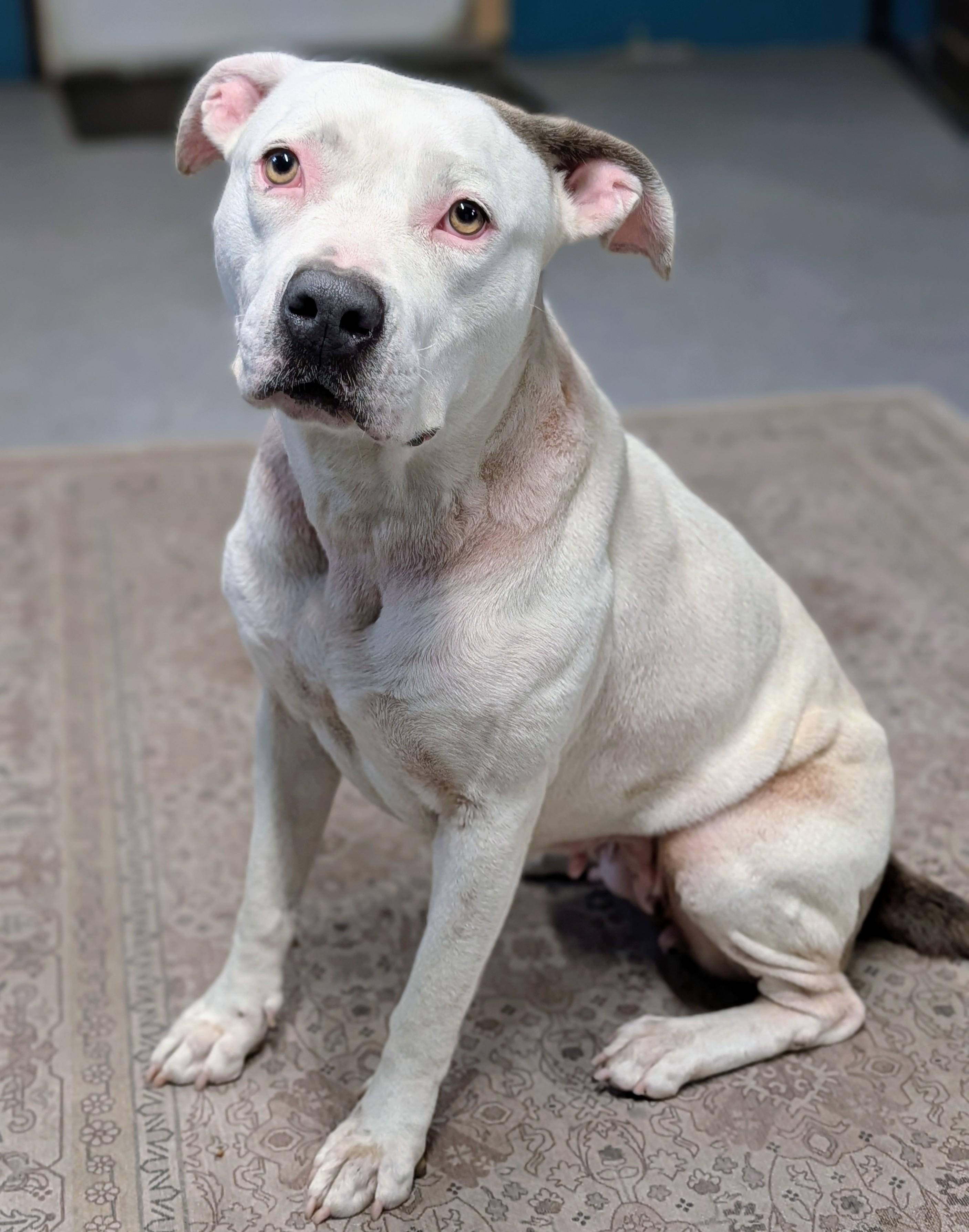 Enlarge Spree, a ADOPTABLE mixed breed in Punta Gorda , FL image 1/4