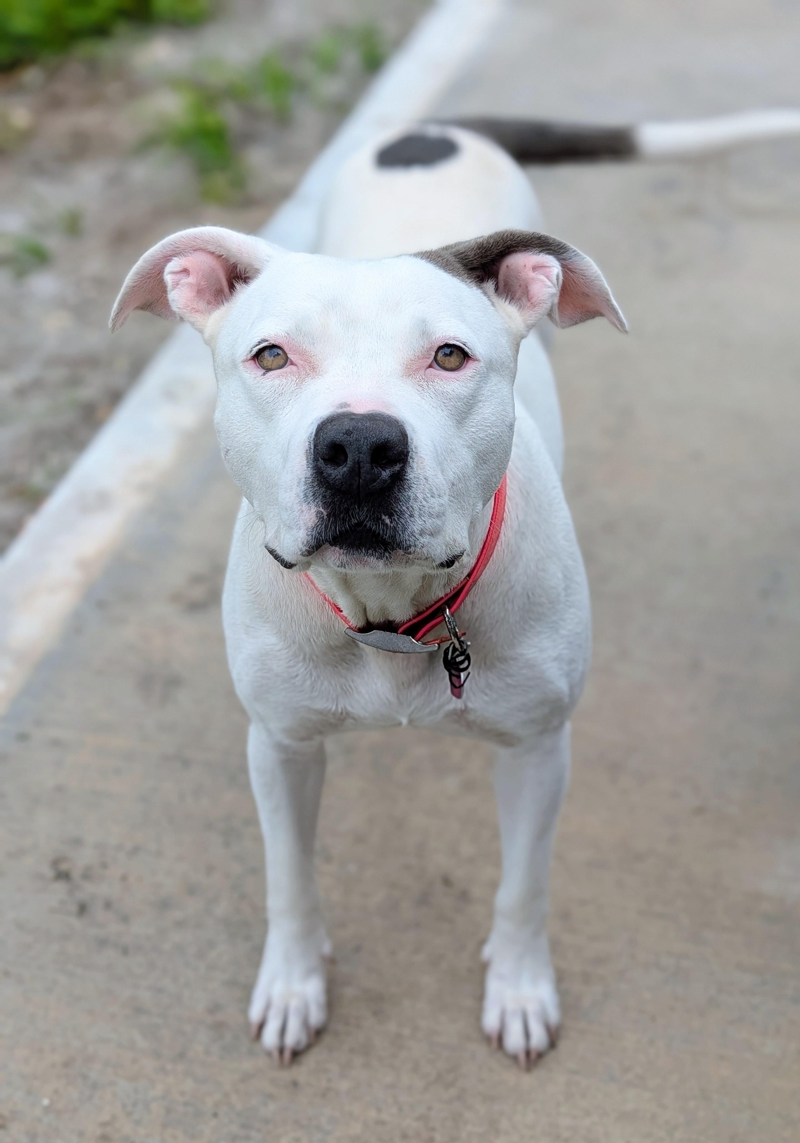 Spree, ADOPTABLE, Adult Female American Staffordshire Terrier.