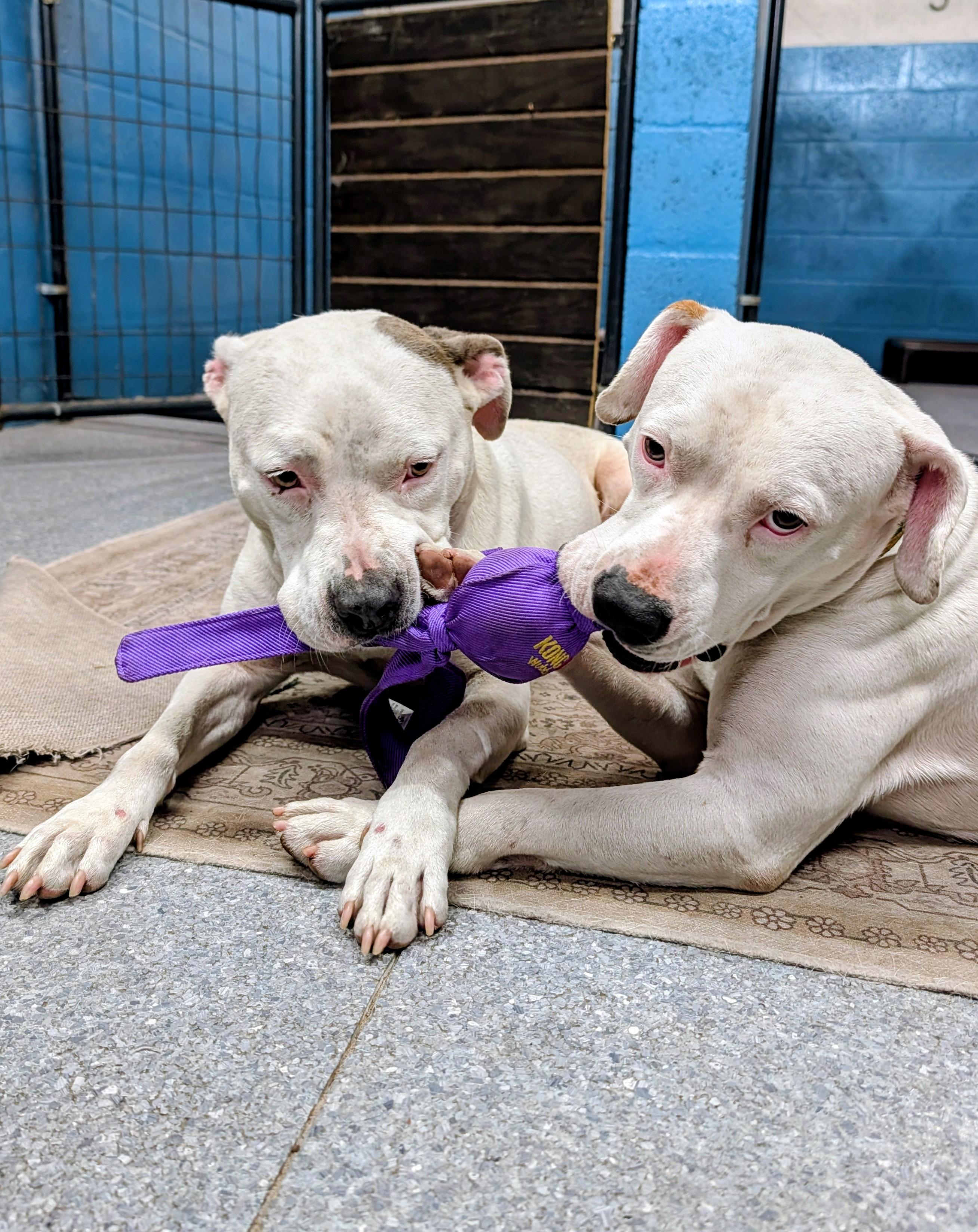 Enlarge Spree, a ADOPTABLE mixed breed in Punta Gorda , FL image 4/4