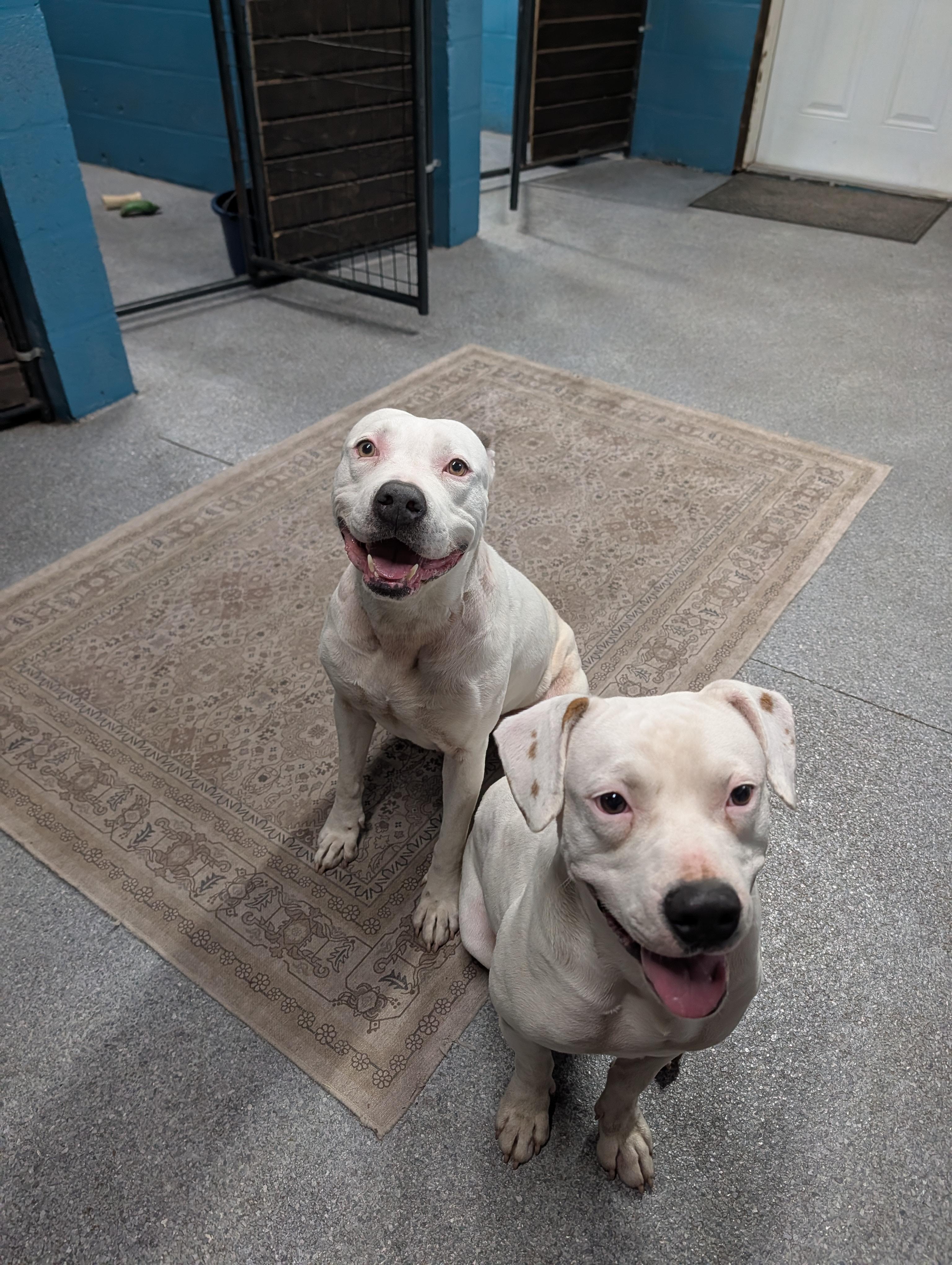 Enlarge Spree, a ADOPTABLE mixed breed in Punta Gorda , FL image 2/4