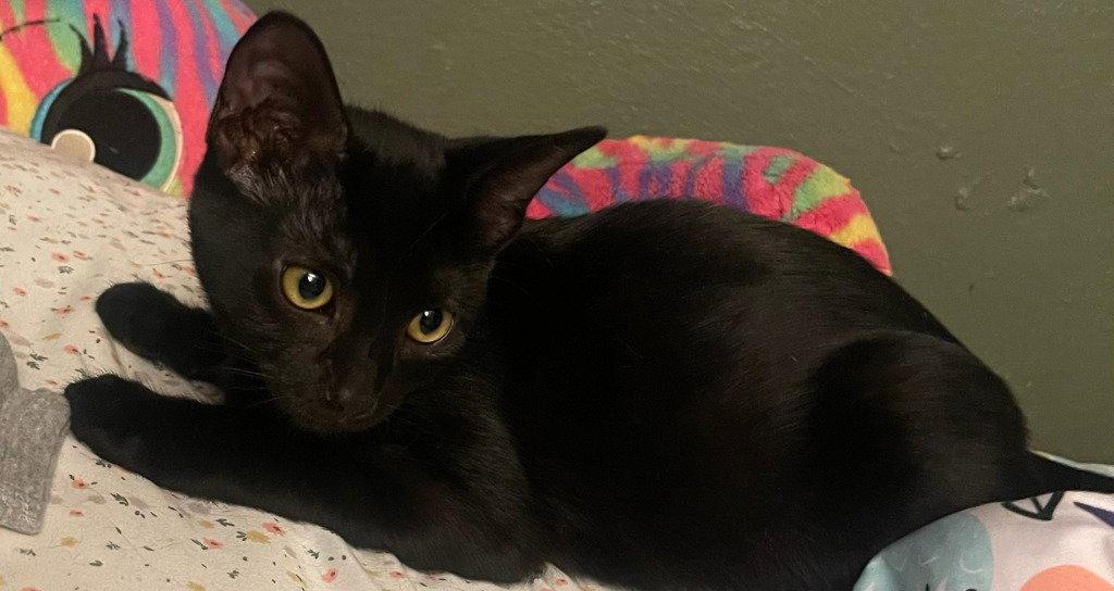 26-32 Timmy, Adoptable, Kitten Male Domestic Short Hair.