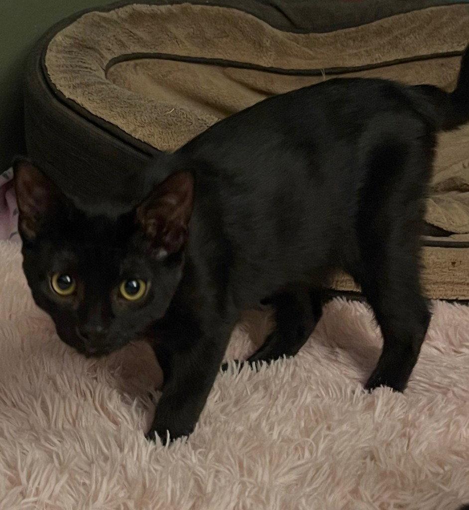 Enlarge 26-32 Timmy, a Adoptable Domestic Short Hair in St. Helens, OR image 2/2