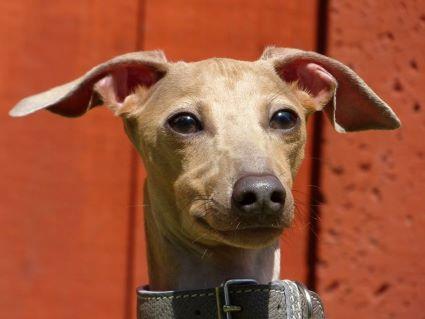Lincoln, Adoptable, Adult Male Italian Greyhound.