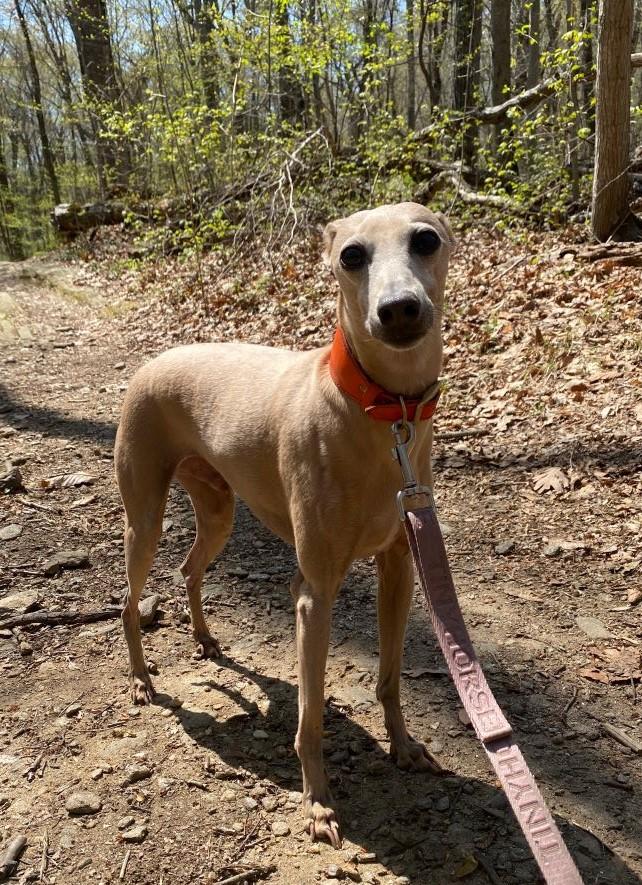 Enlarge Lincoln, a Adoptable Italian Greyhound in Rye, NY image 2/3