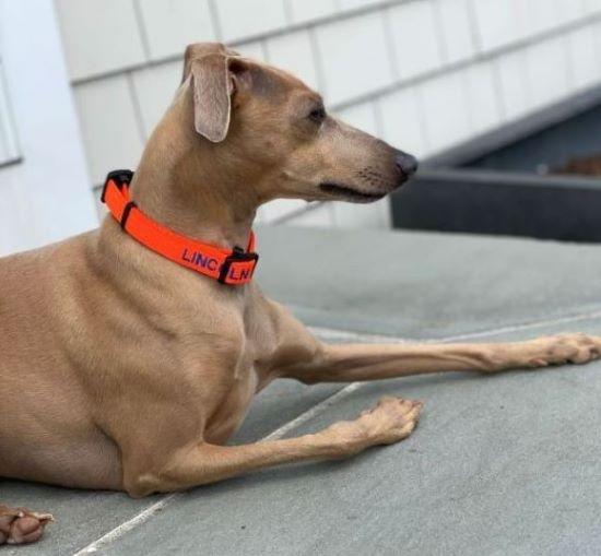 Enlarge Lincoln, a Adoptable Italian Greyhound in Rye, NY image 3/3