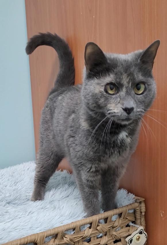 Enlarge Blue, a Adoptable mixed breed in Terryville, CT image 1/6