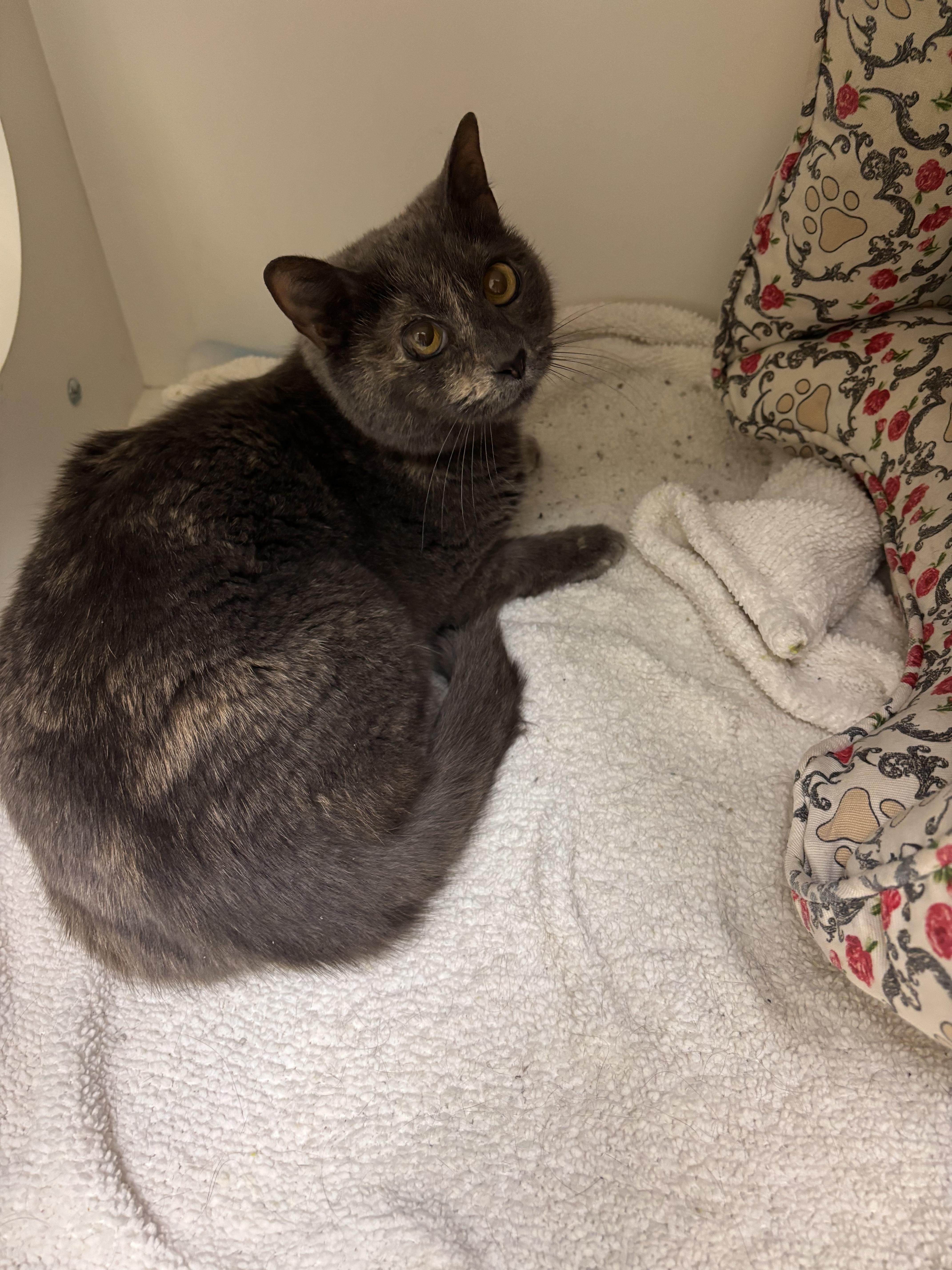 Enlarge Blue, a Adoptable mixed breed in Terryville, CT image 3/6