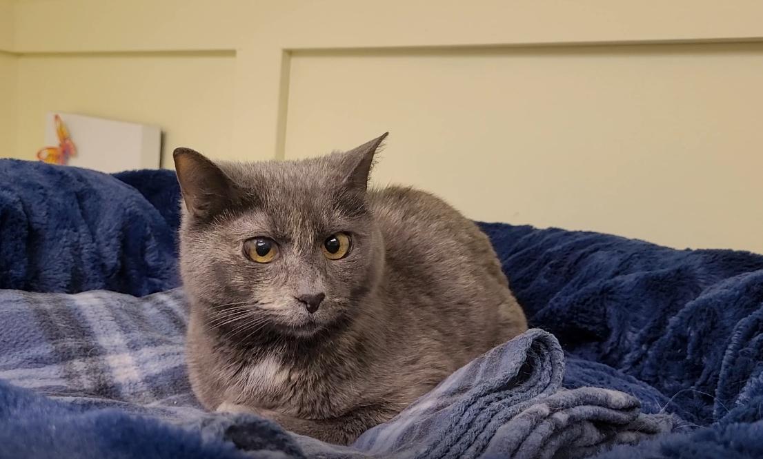 Enlarge Blue, a Adoptable mixed breed in Terryville, CT image 4/6