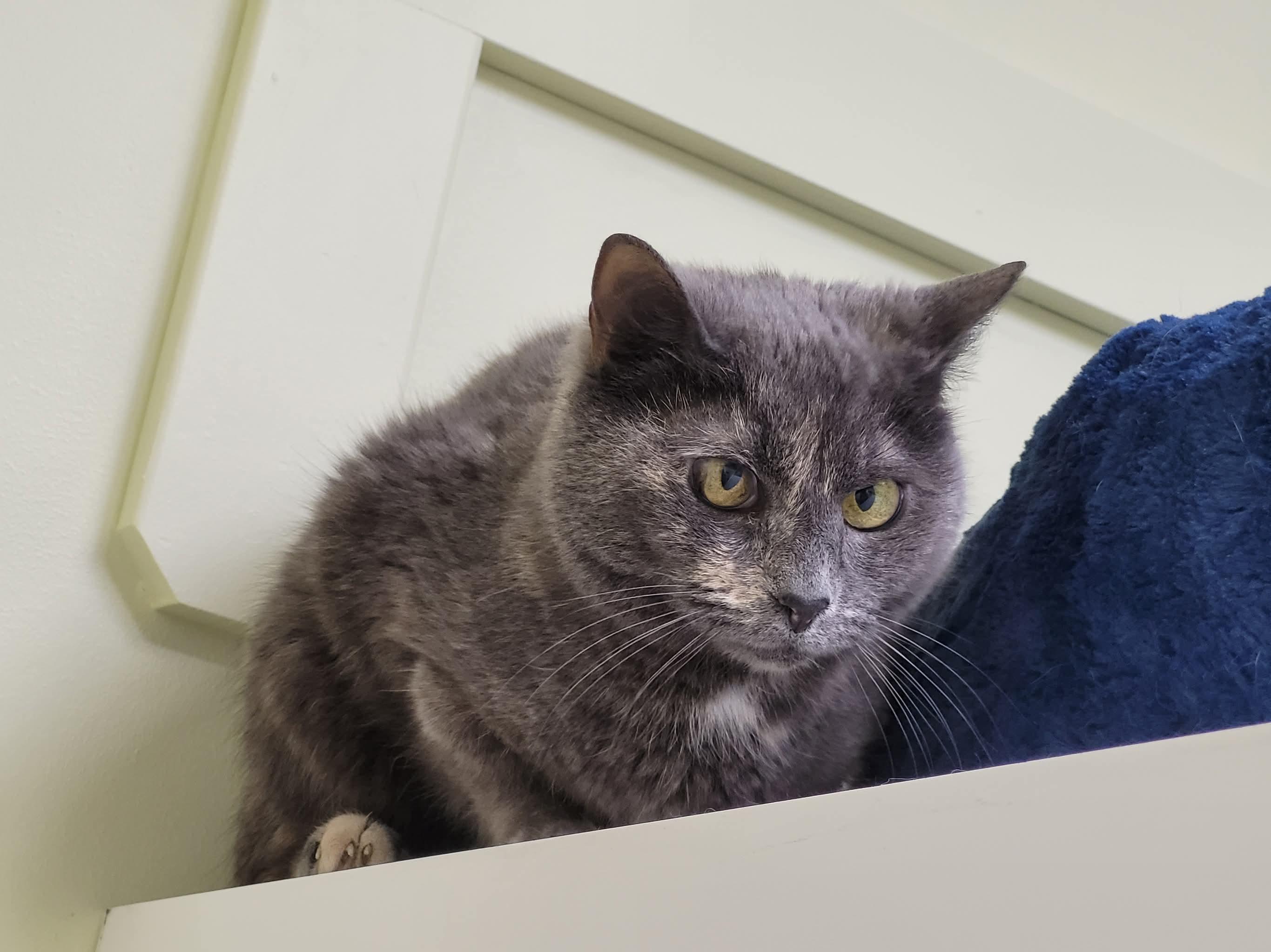 Enlarge Blue, a Adoptable mixed breed in Terryville, CT image 5/6